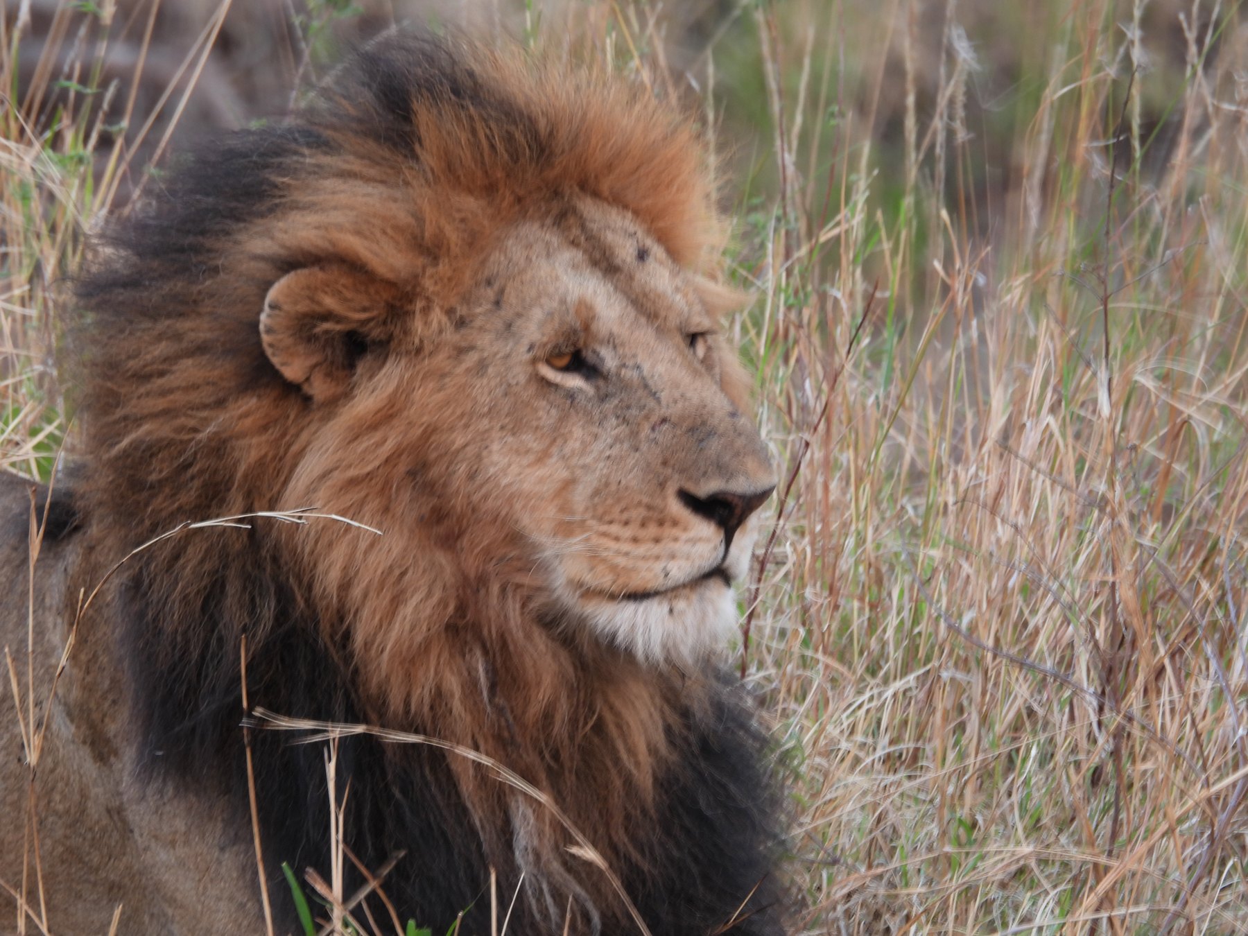 Lion