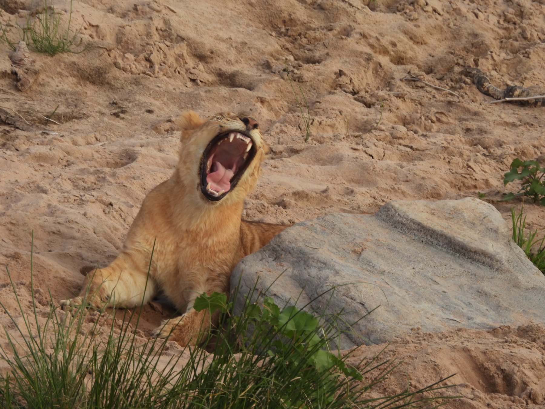 Young lion at the river