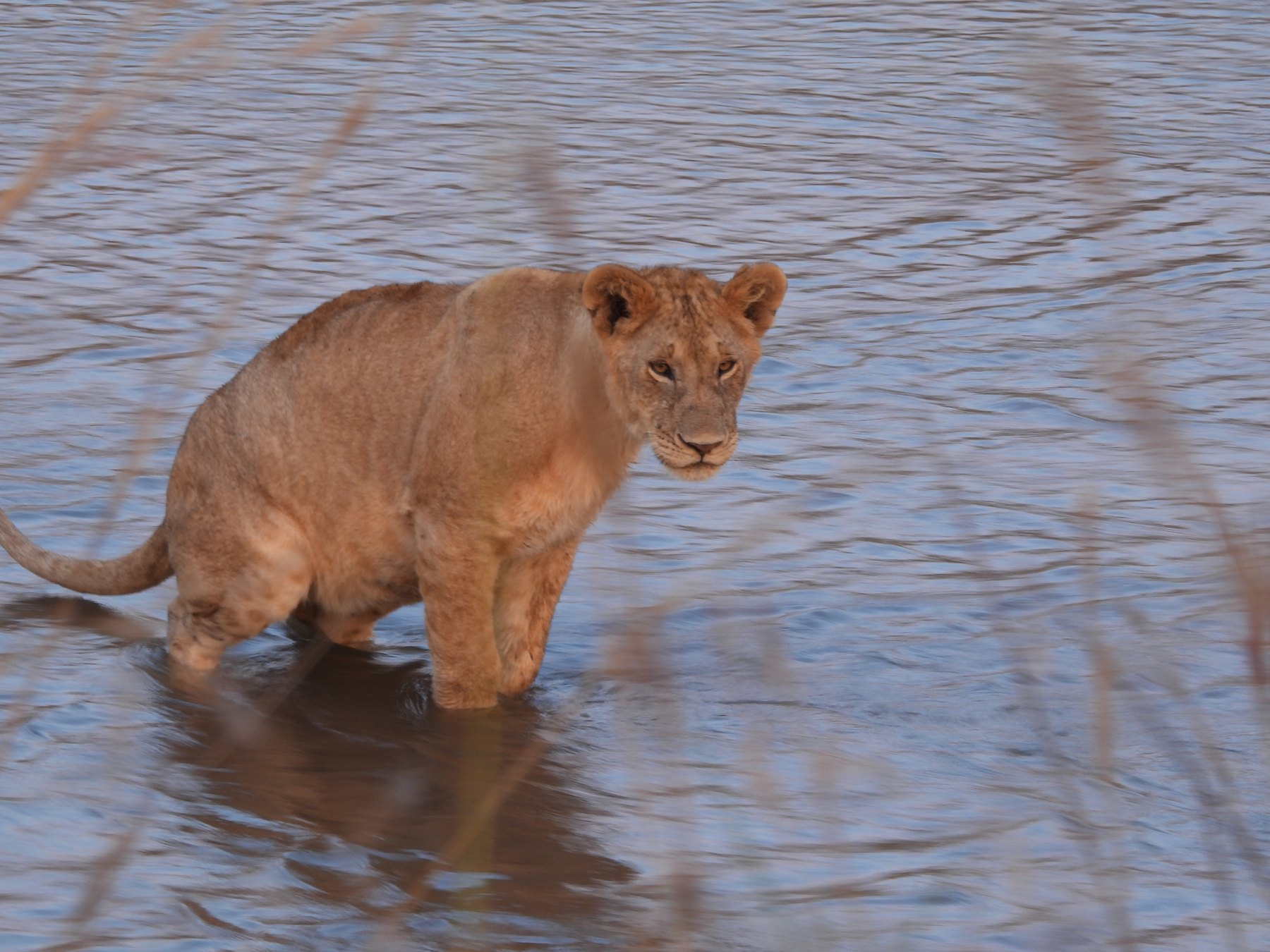Lioness crossing the stream
