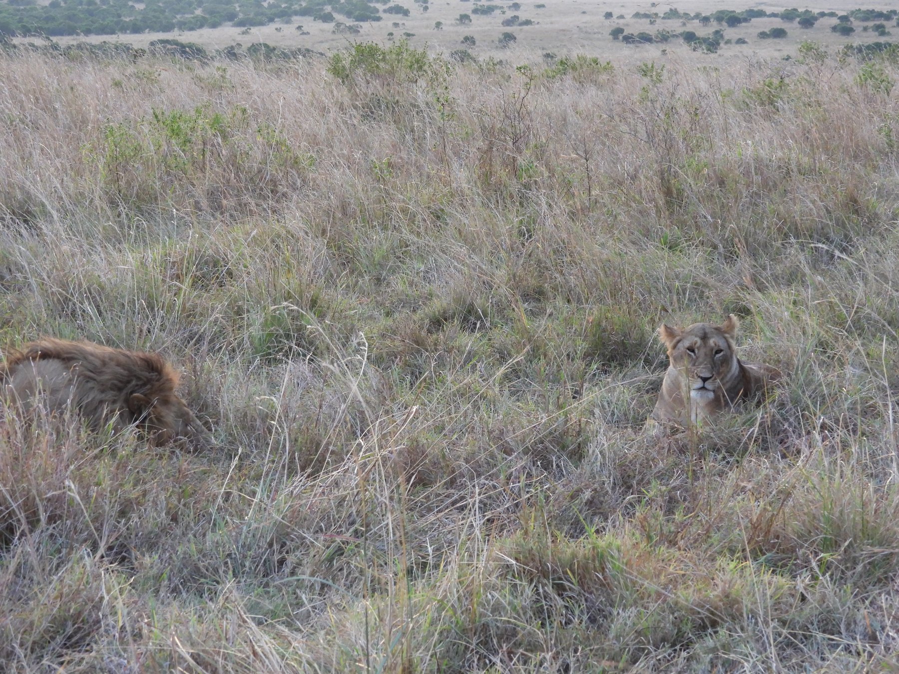 Lions in the long grass