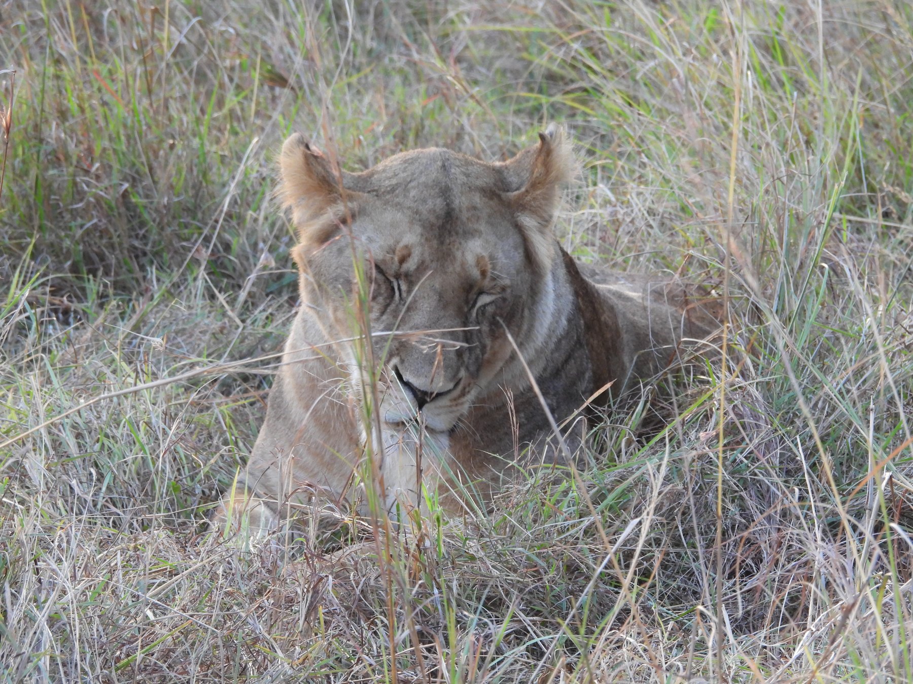 Lioness at rest