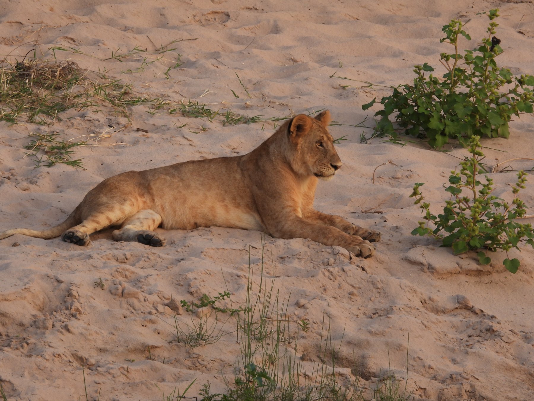 Lion cub on the sand