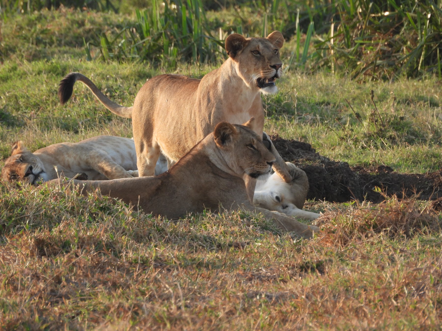 The pride at dawn