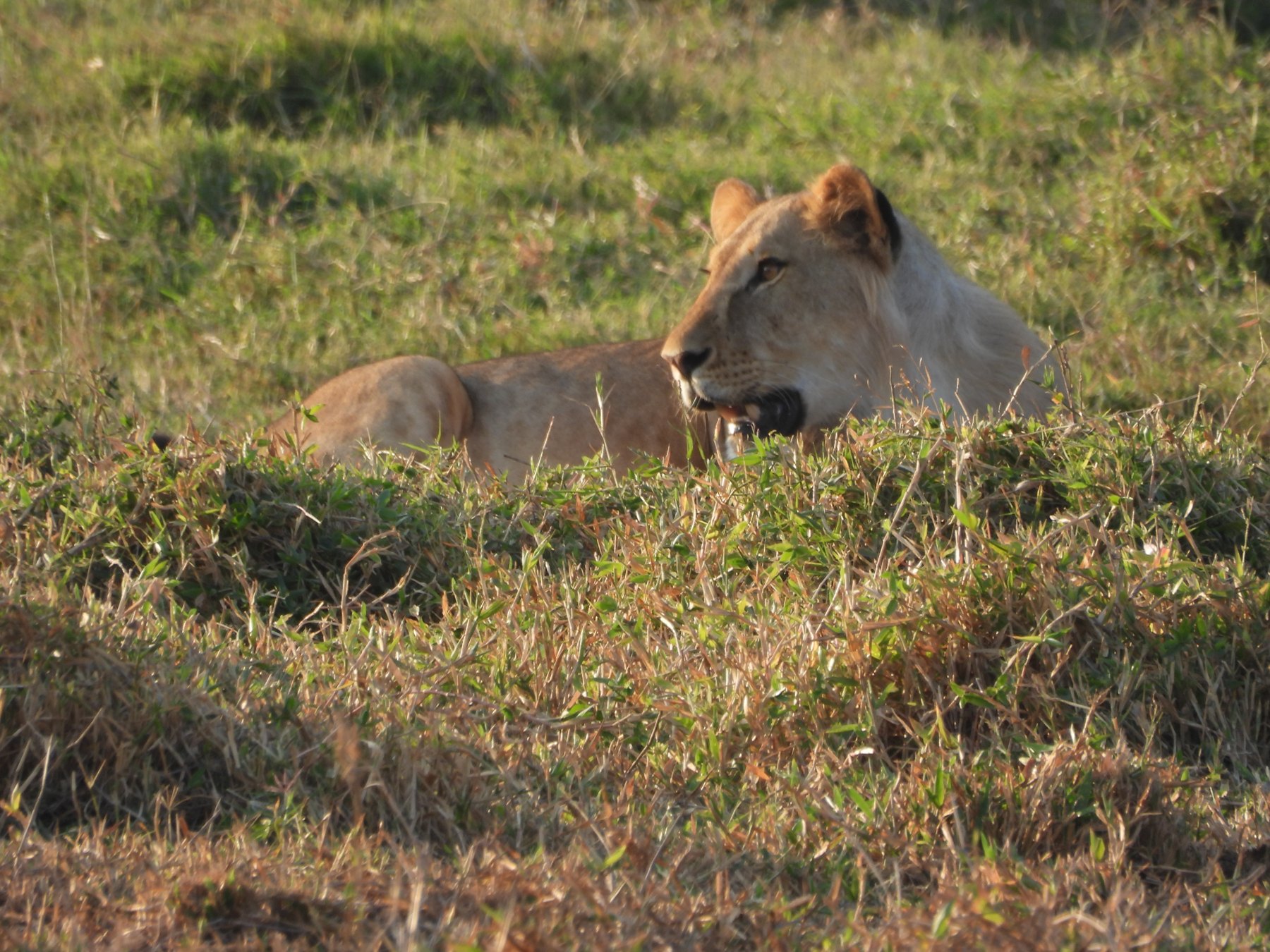 Lionesses on watch