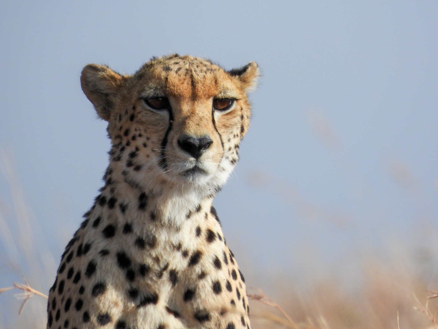 Cheetah
