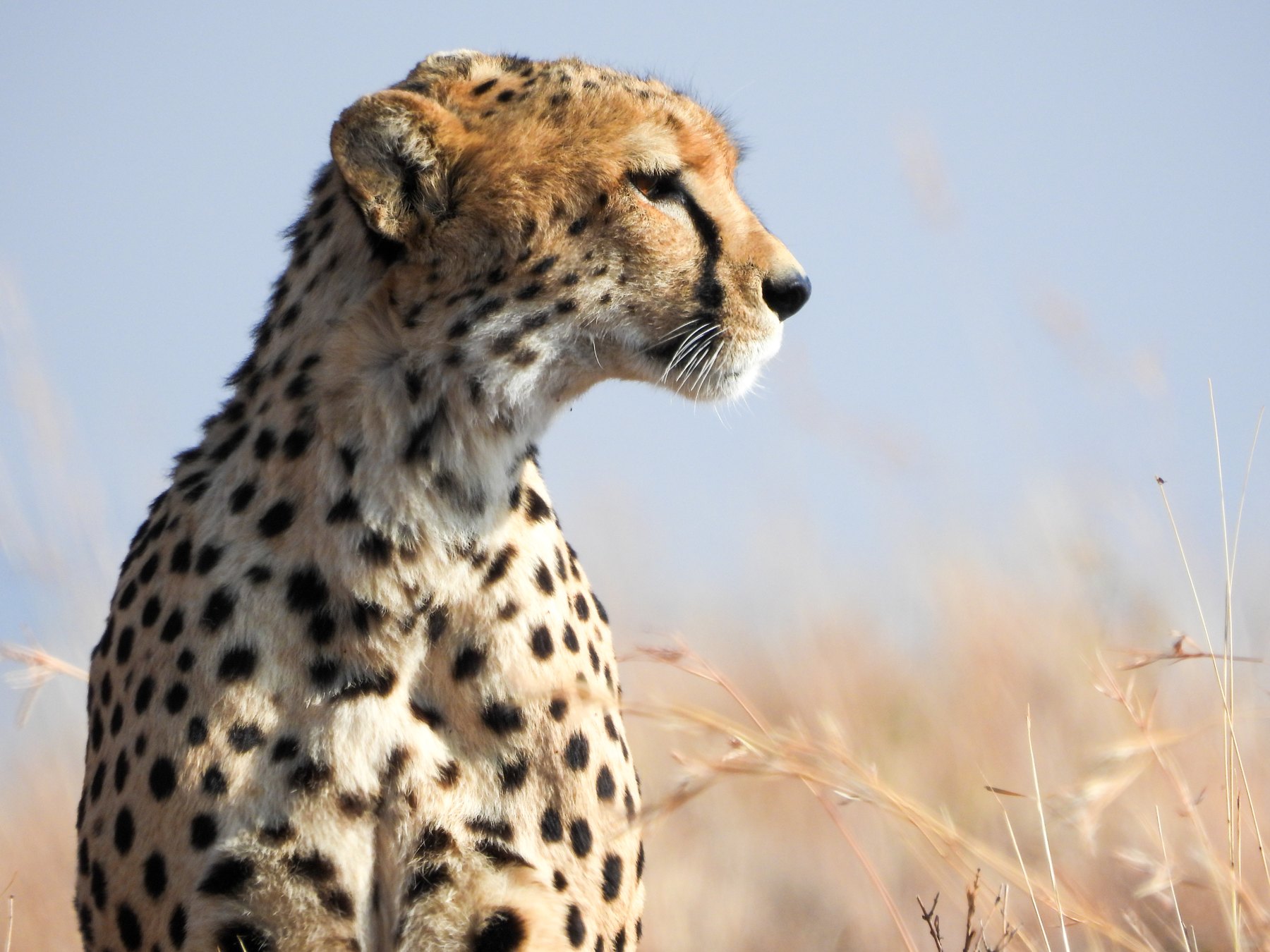 Cheetah in profile, Lewa Wildlife Conservancy