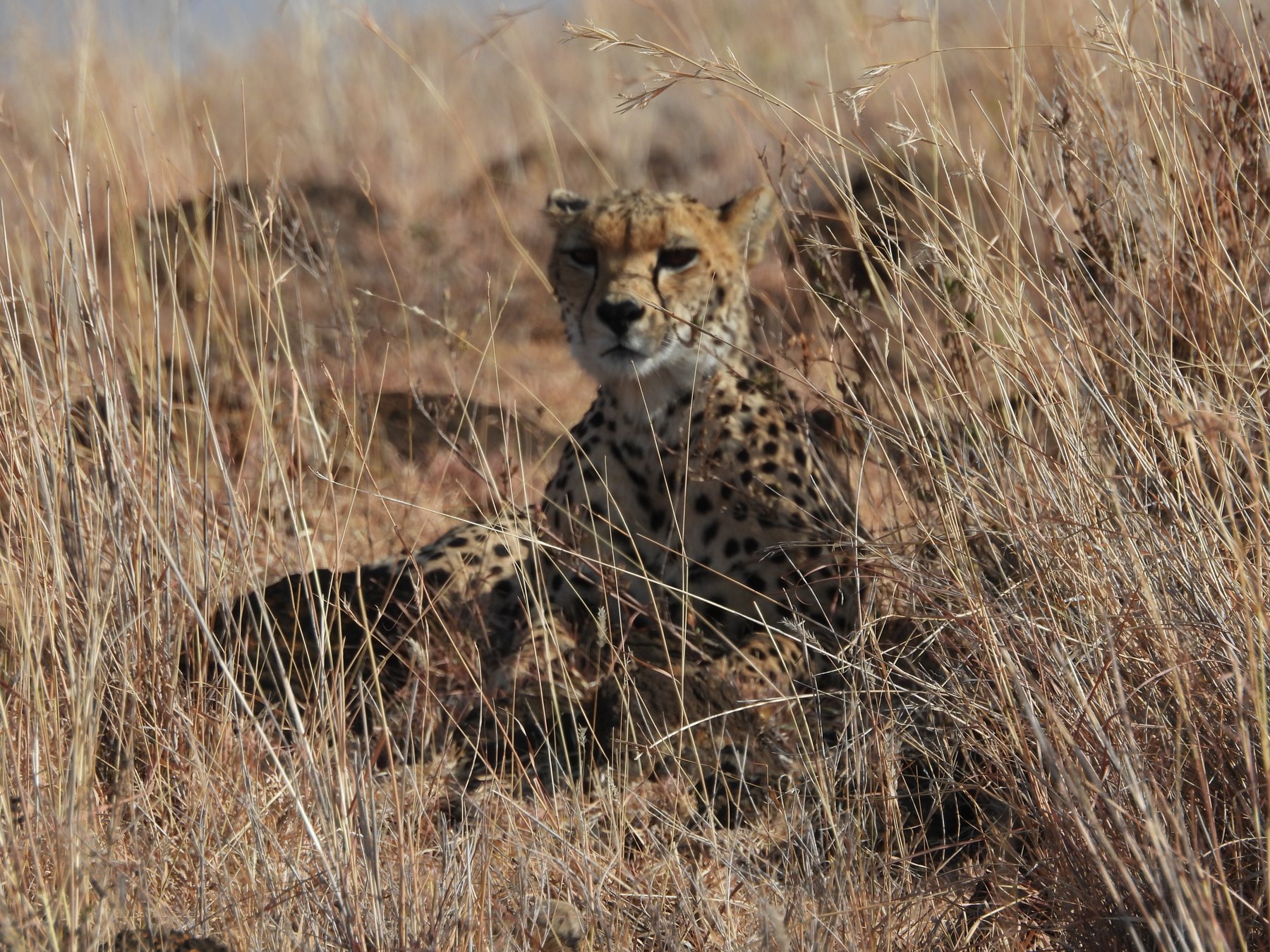 Cheetah sentinel