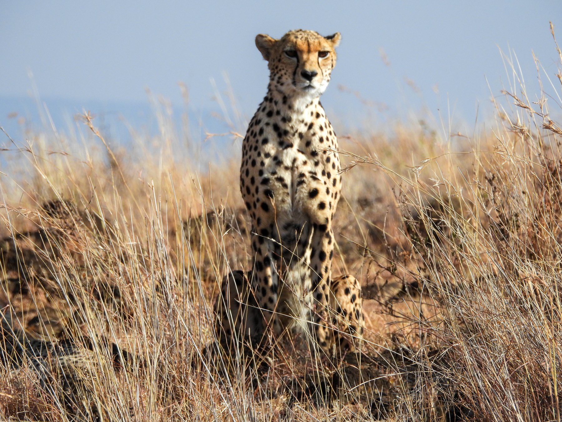 Cheetah in the golden grass