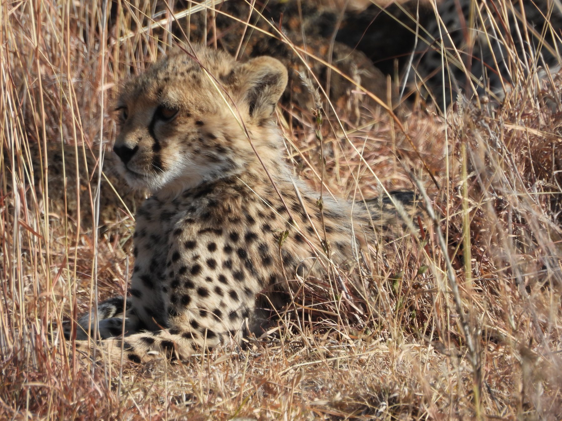 Cheetah cub