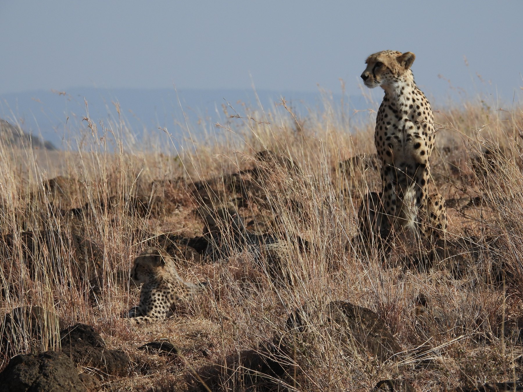 Mother and cub