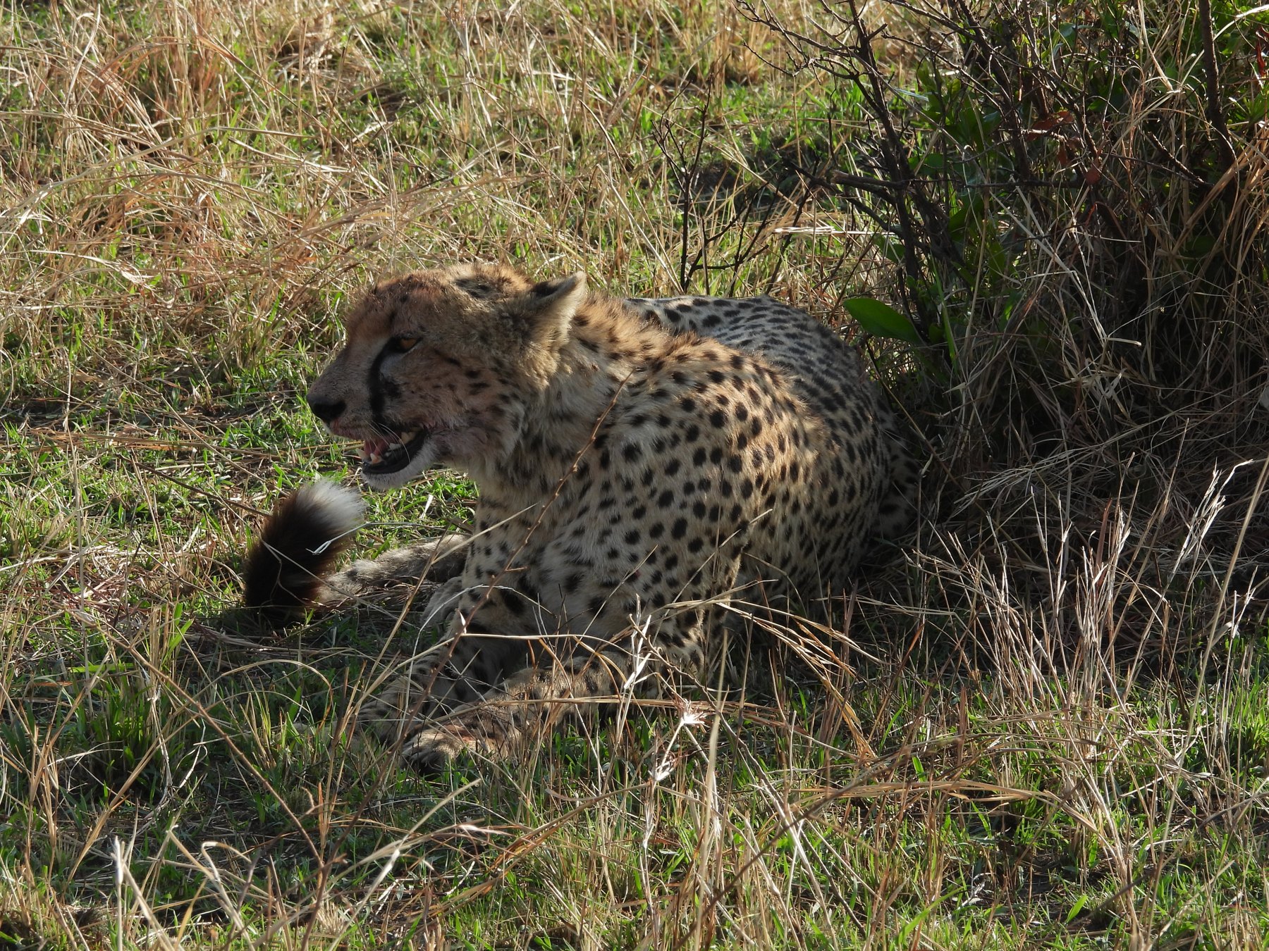 Cheetah after the hunt