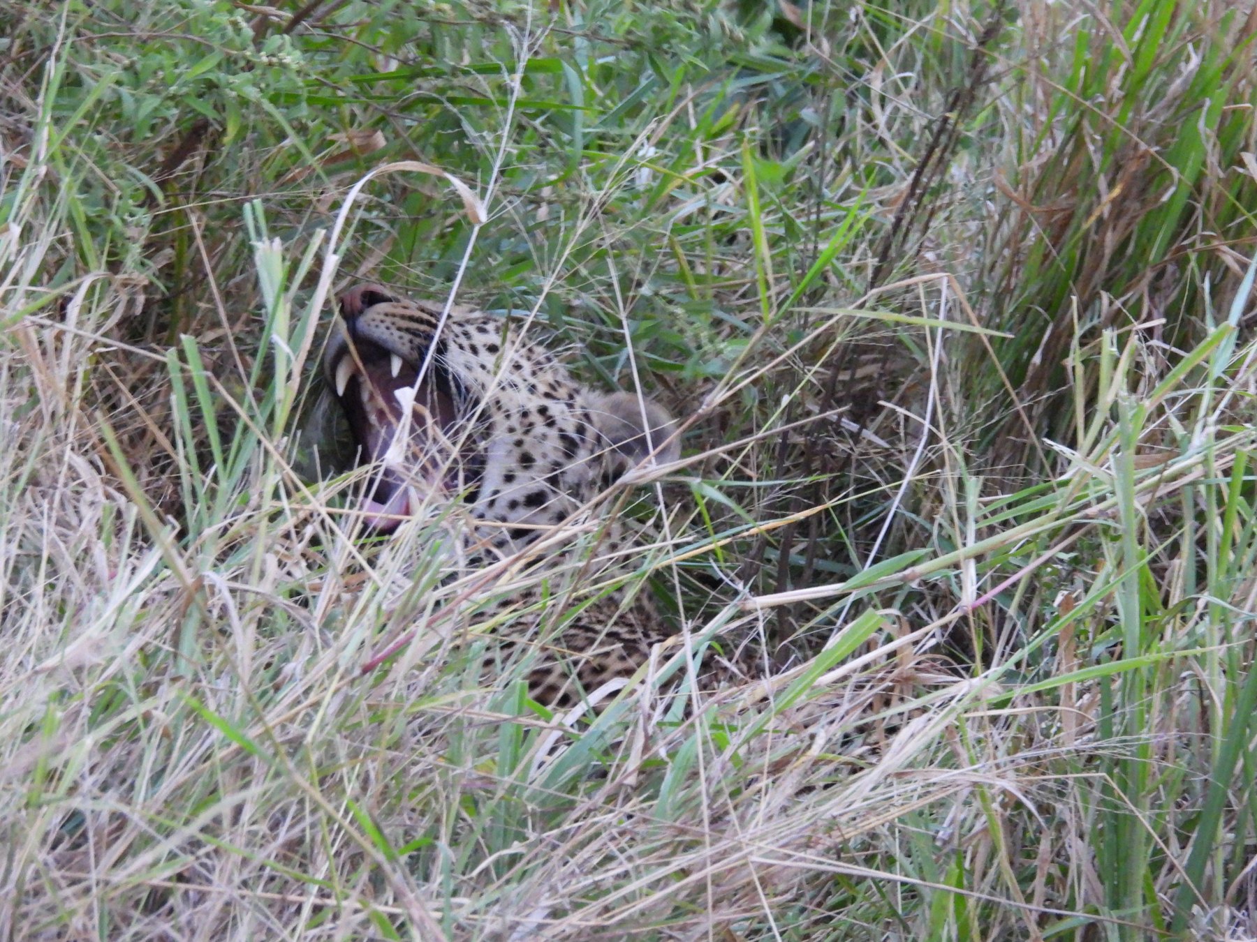 Leopard