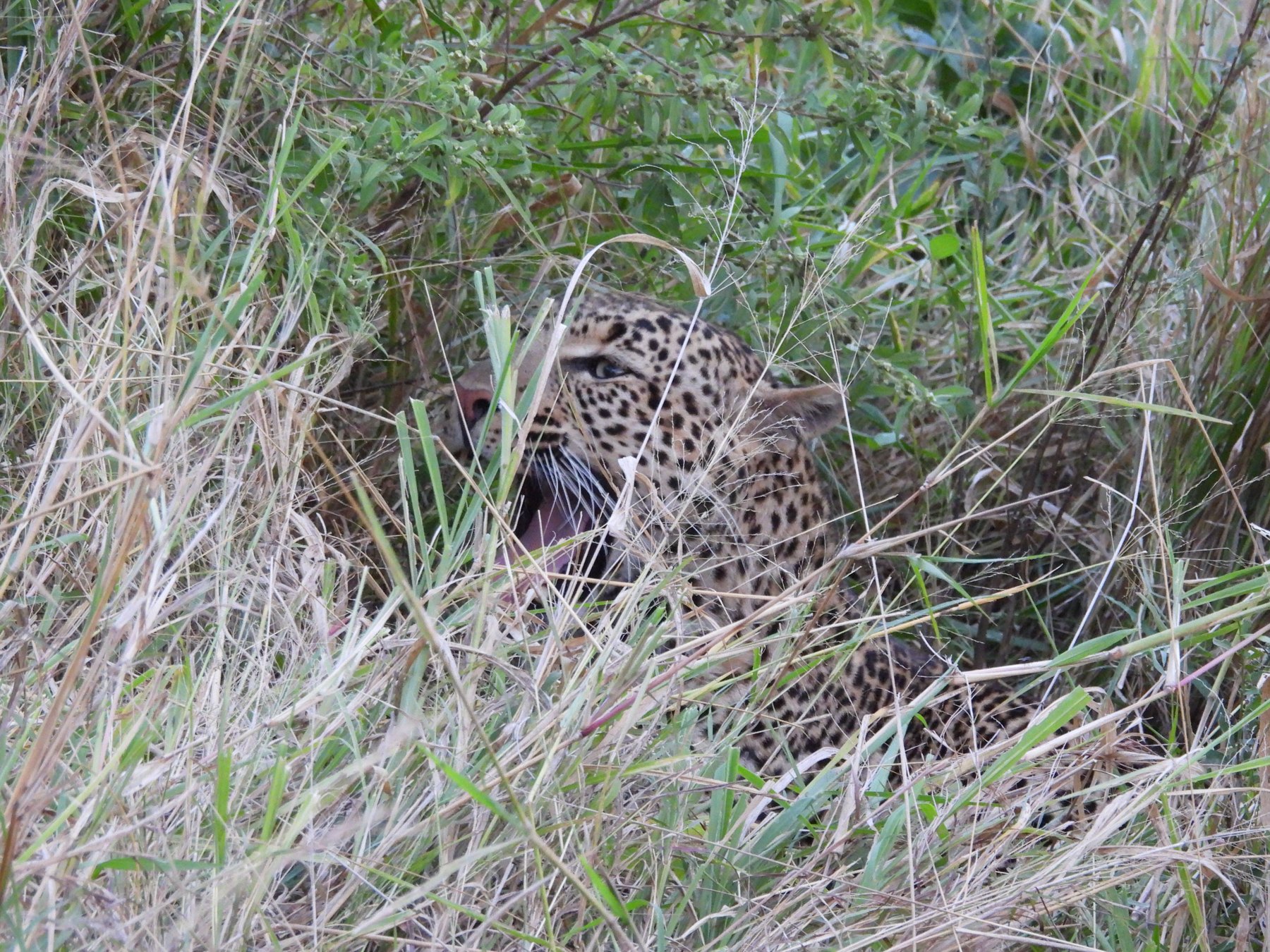 Leopard in the grass