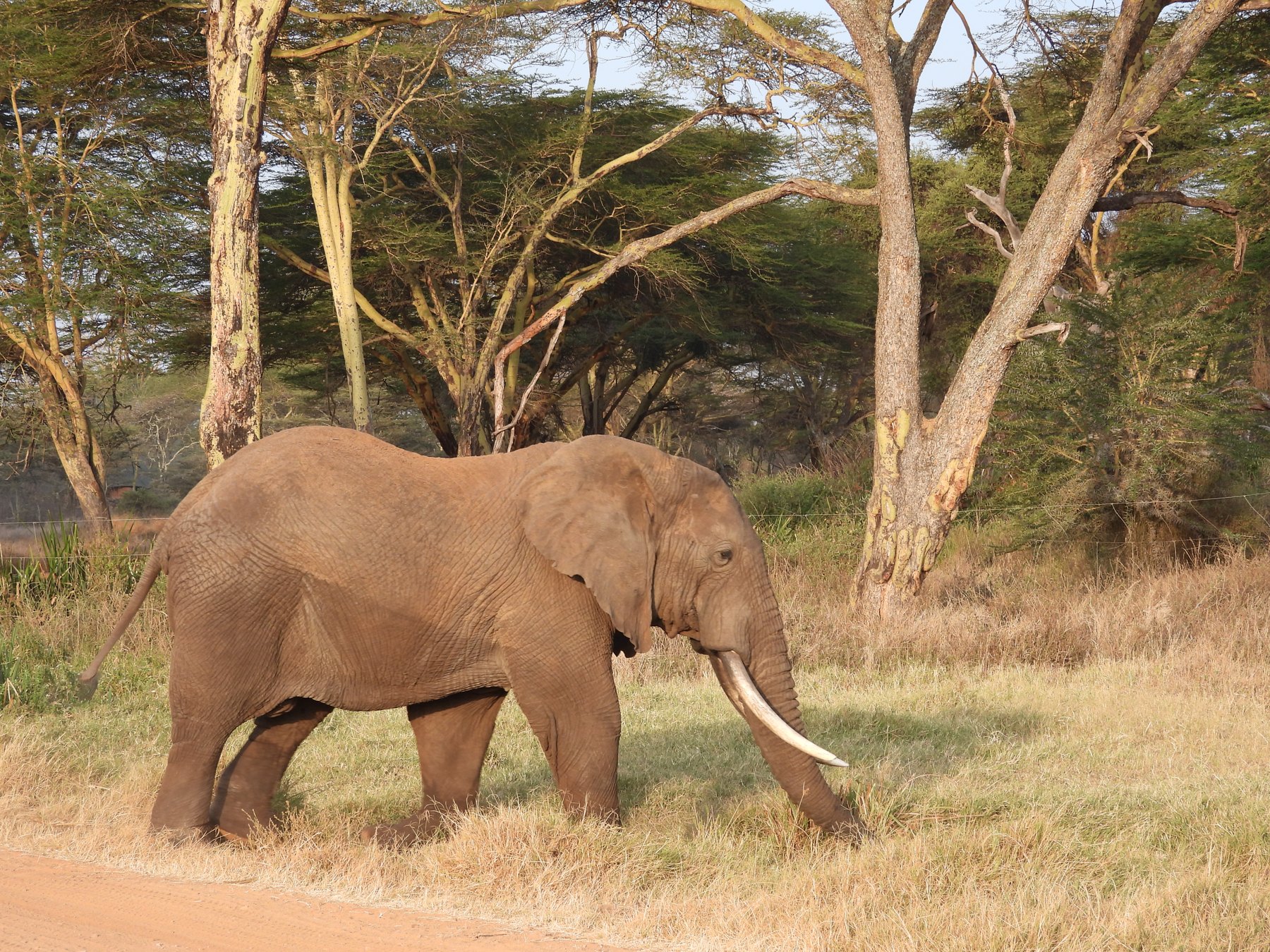 Tusker in golden light