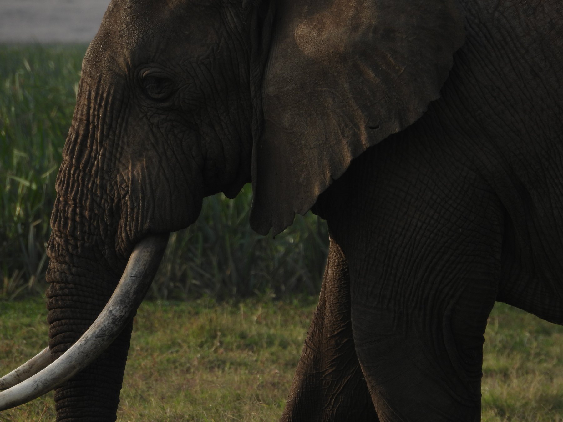 Ivory
