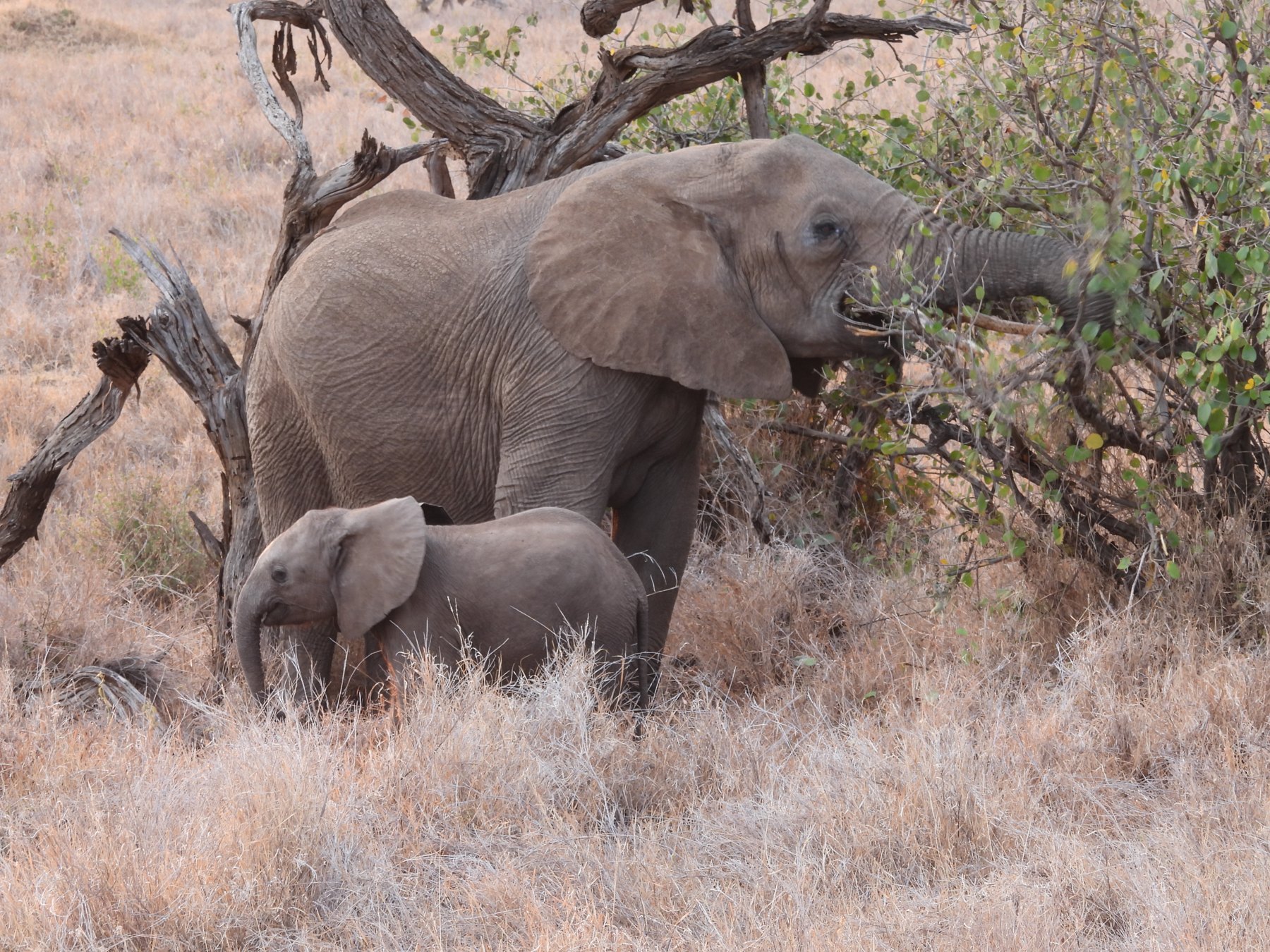 Mother and calf