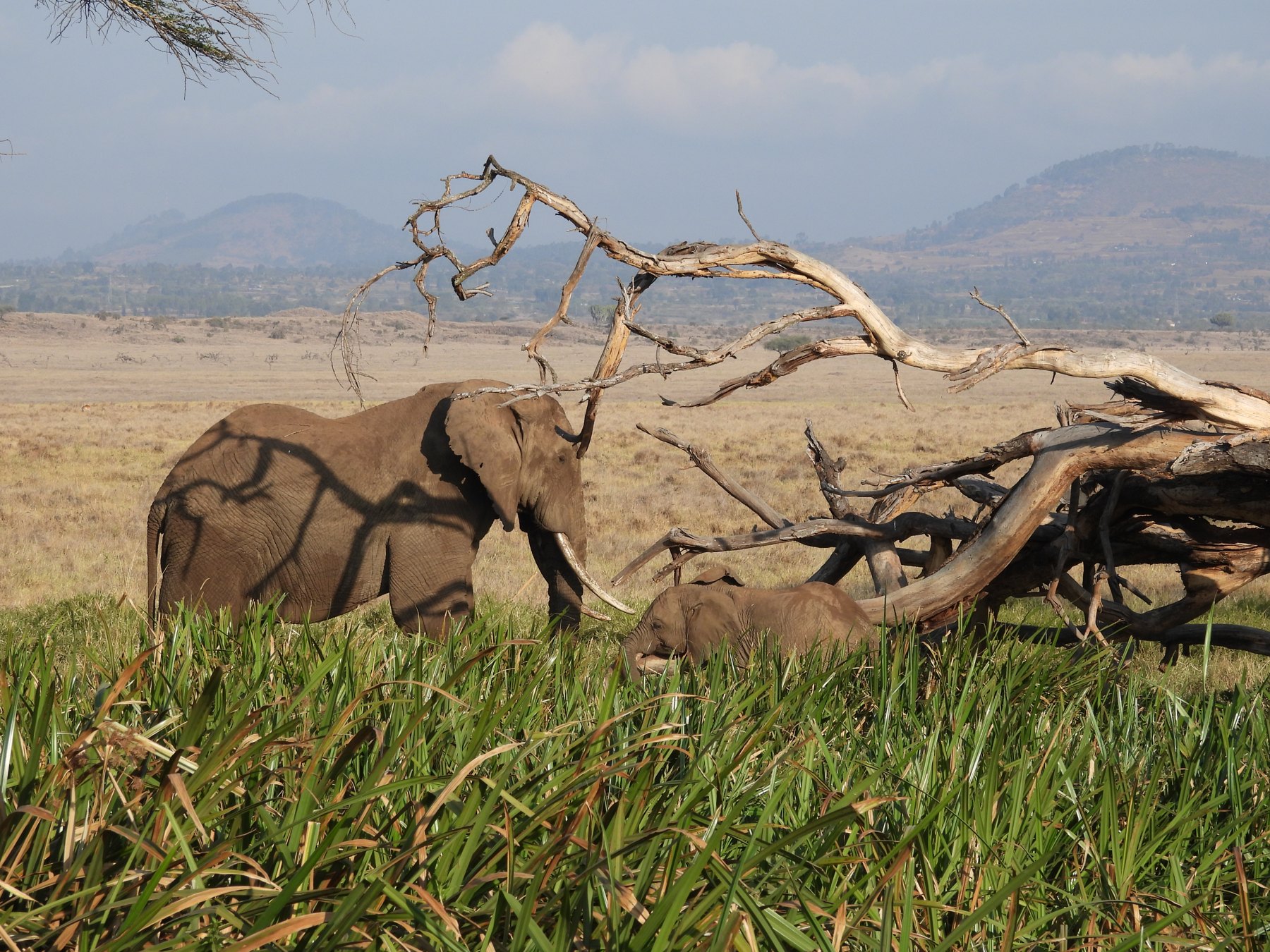 Elephants at the deadfall