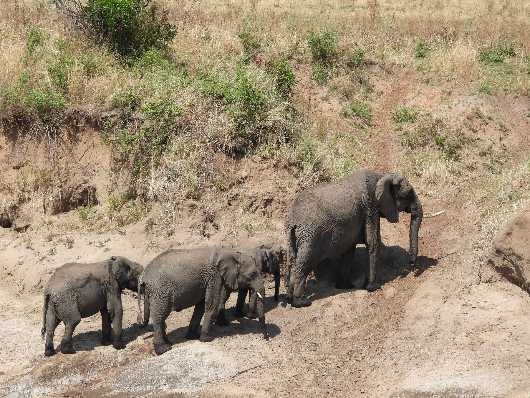 Crossing the Mara River