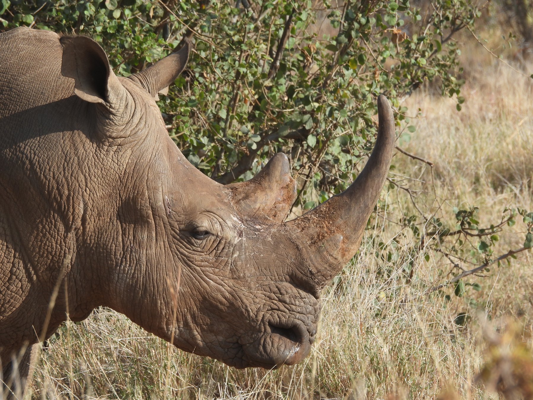 White rhinoceros
