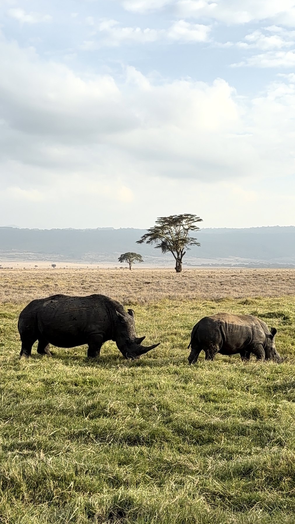 White rhino and calf