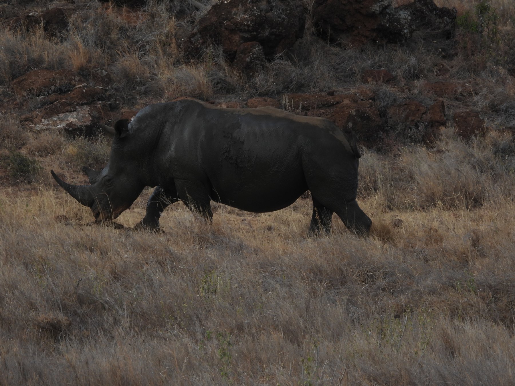 Black rhinoceros