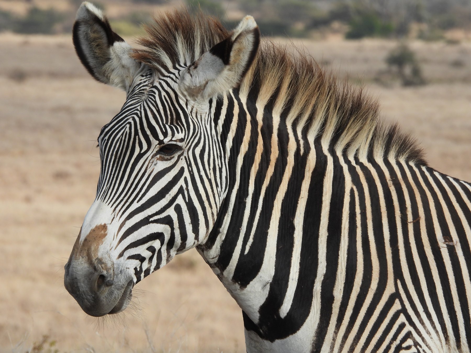 Grevy's zebra