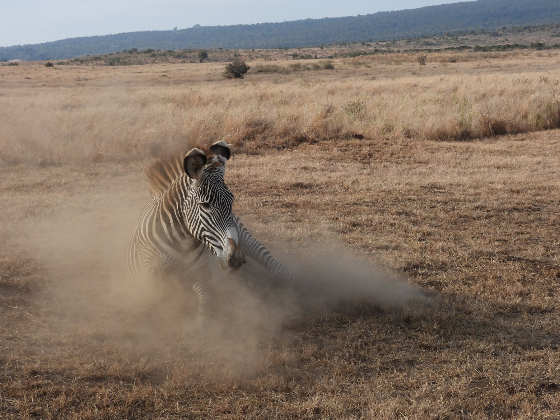 Dust bath