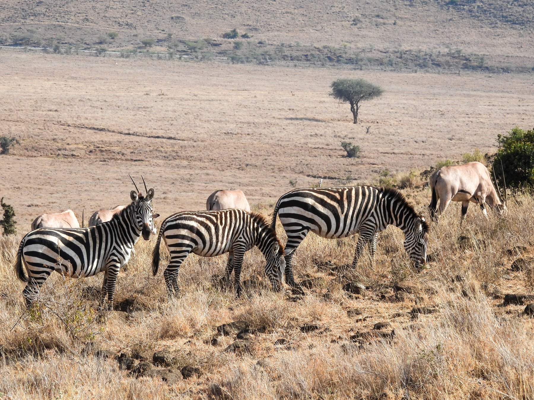 Grevy's zebra rolling