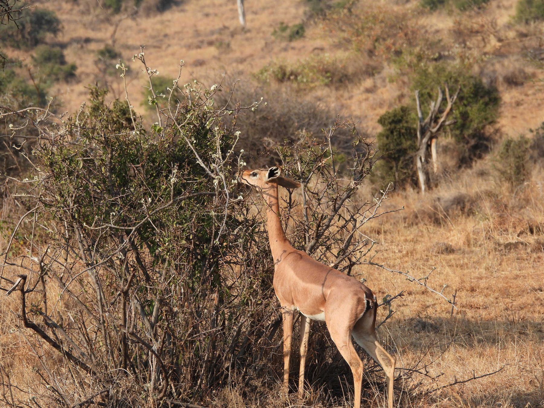 Gerenuk