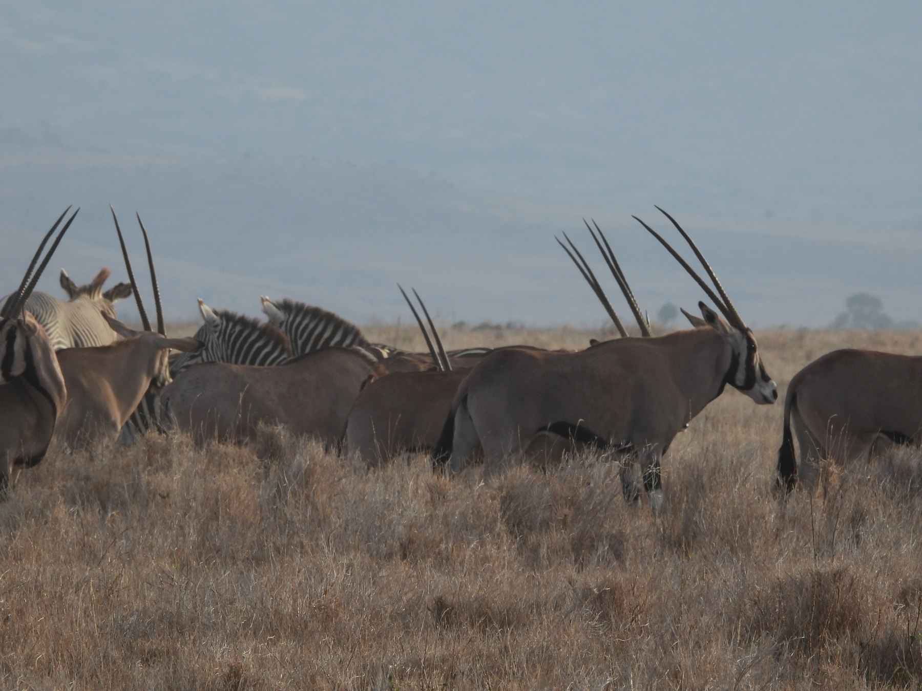 Beisa oryx