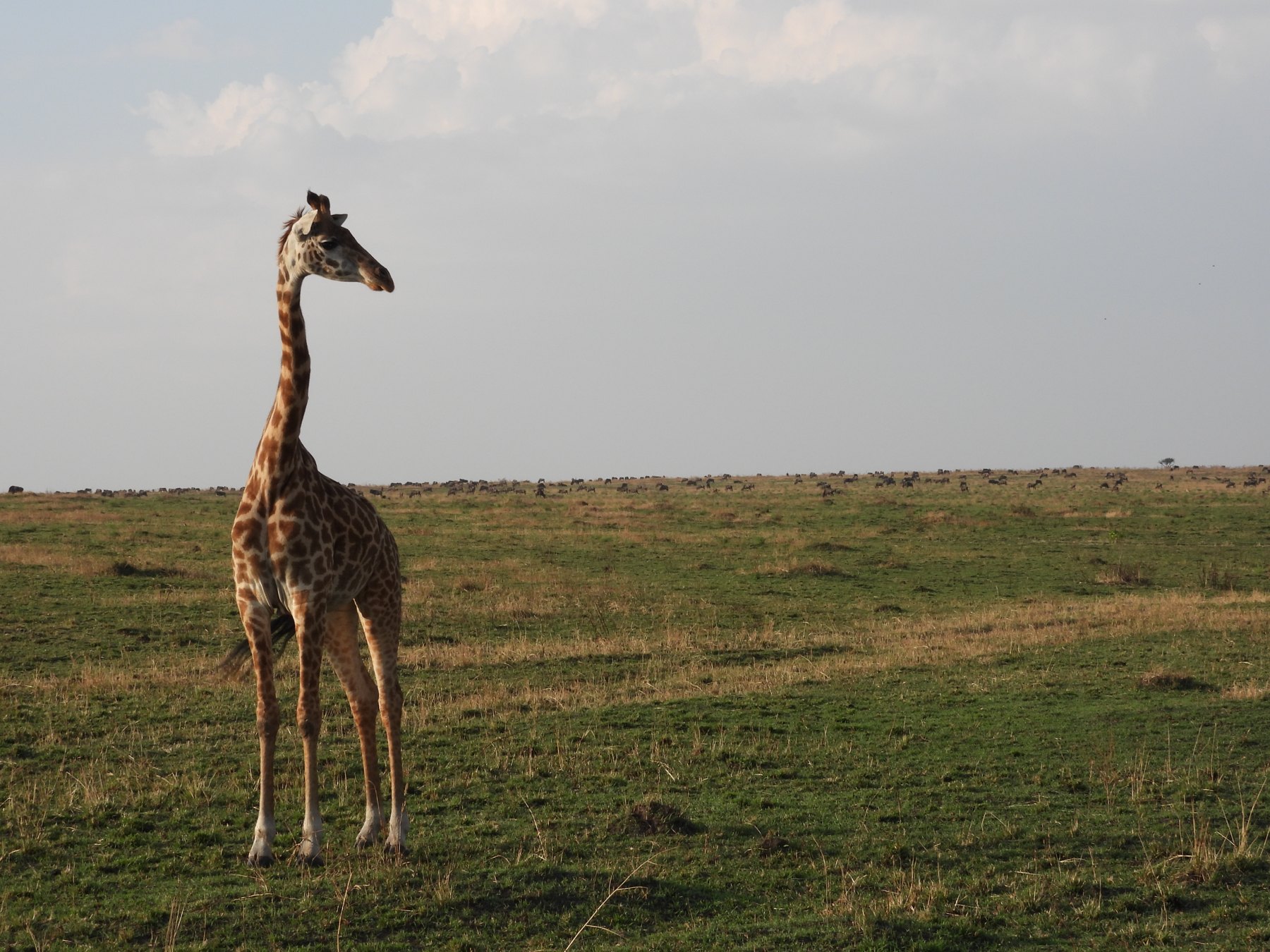 Masai giraffe