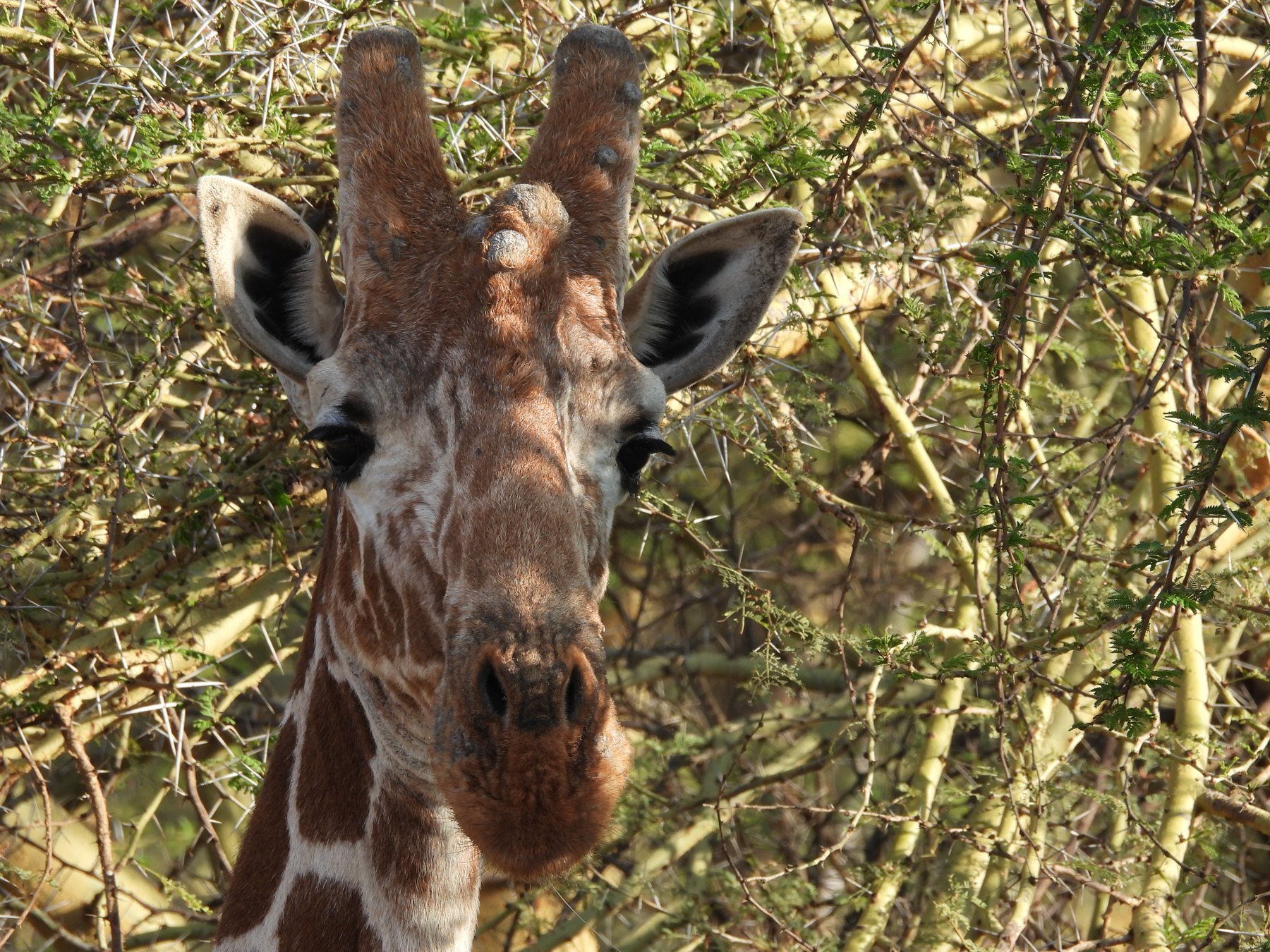 Reticulated giraffe