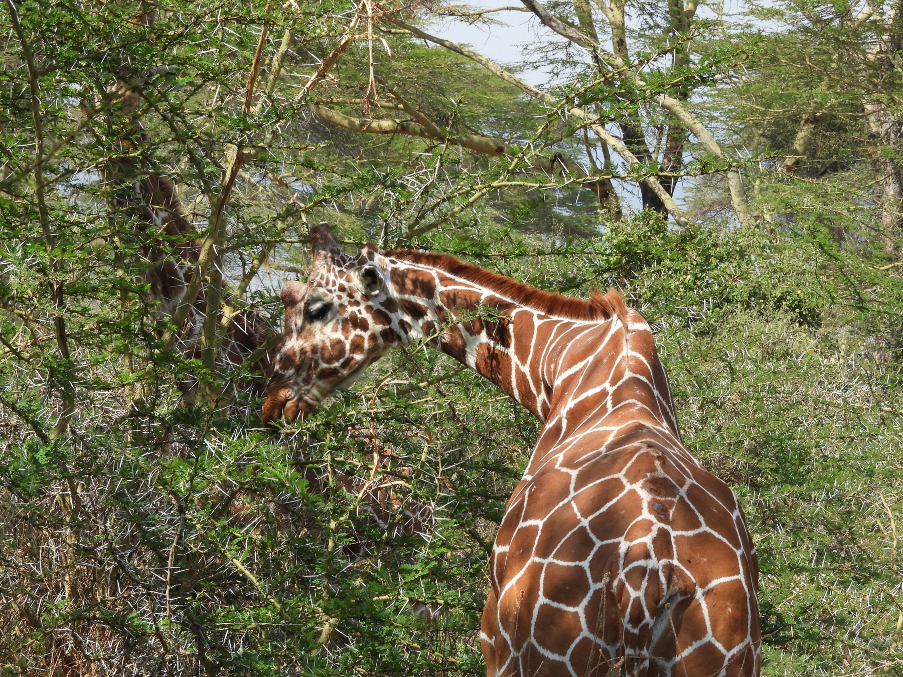 Among the acacias
