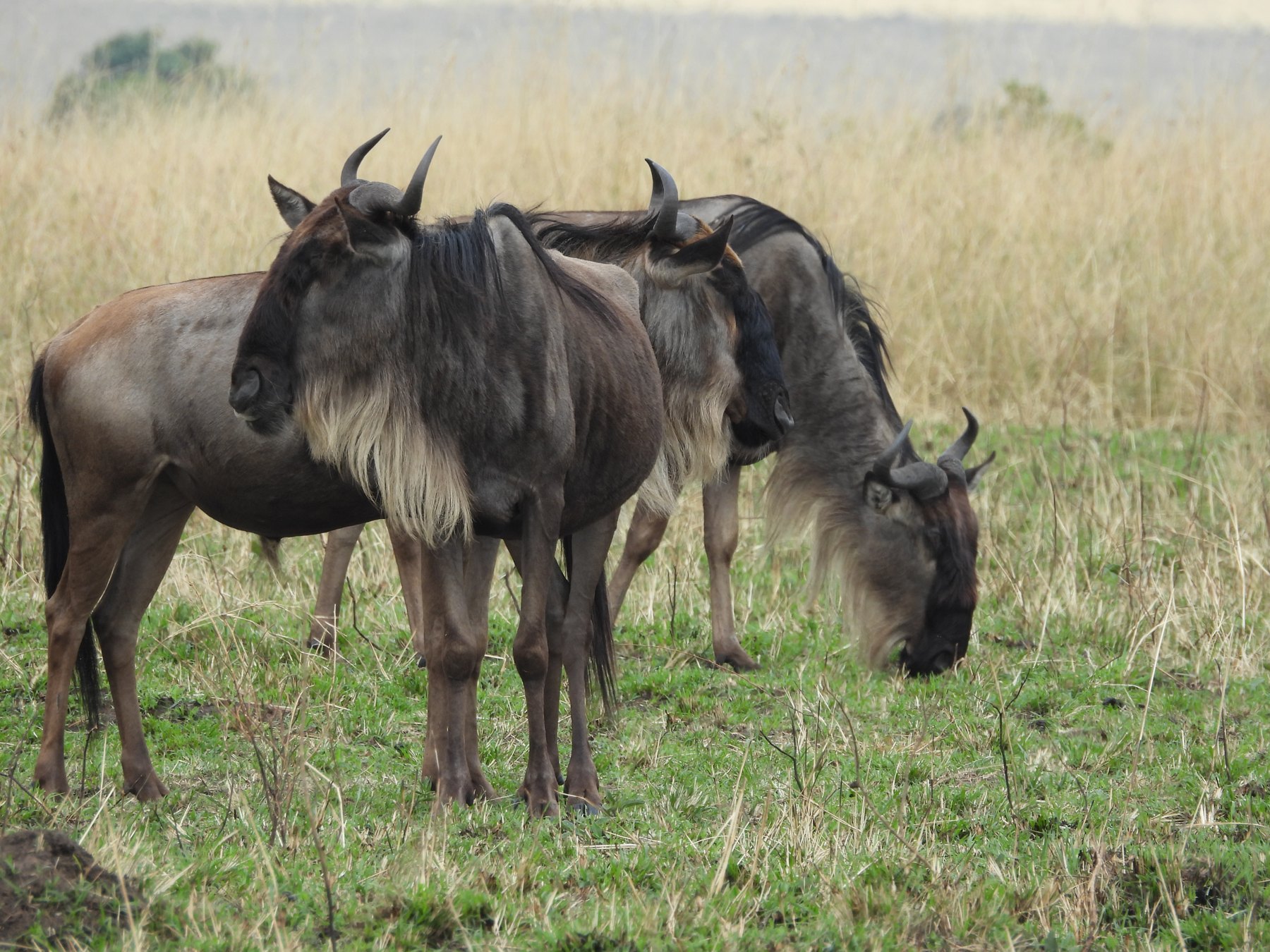 Blue wildebeest