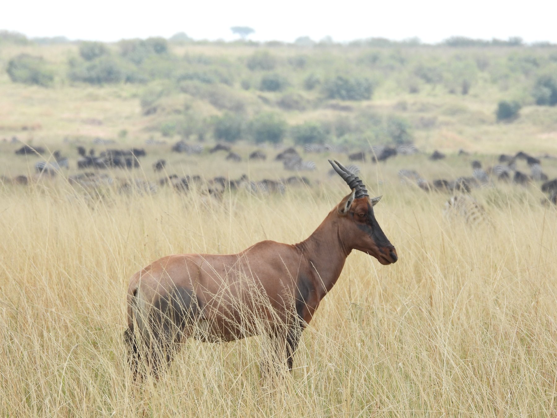 Topi
