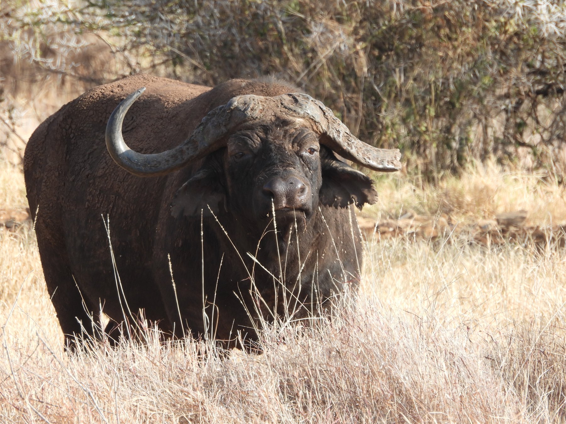 Cape buffalo