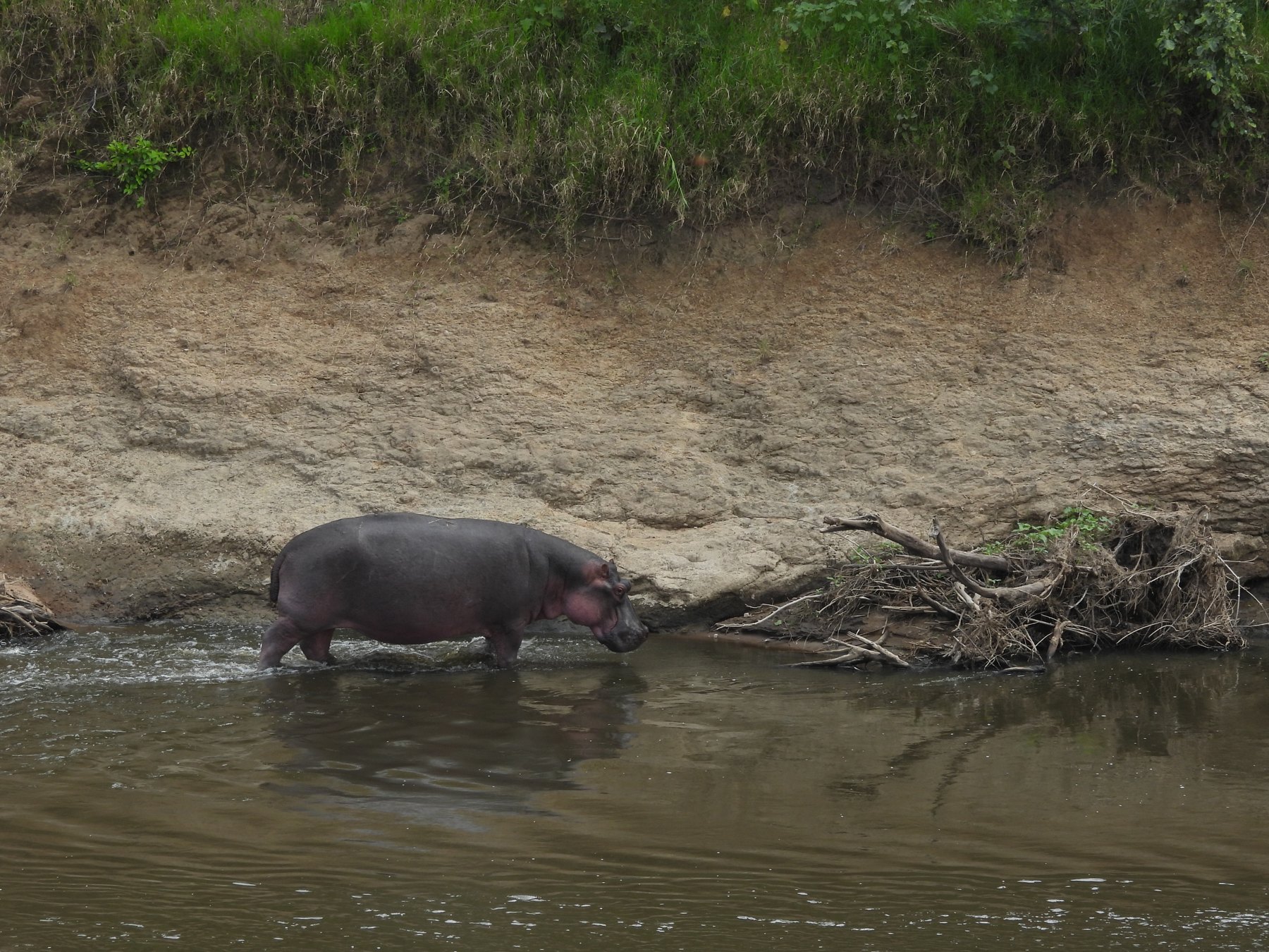 Hippo on the move