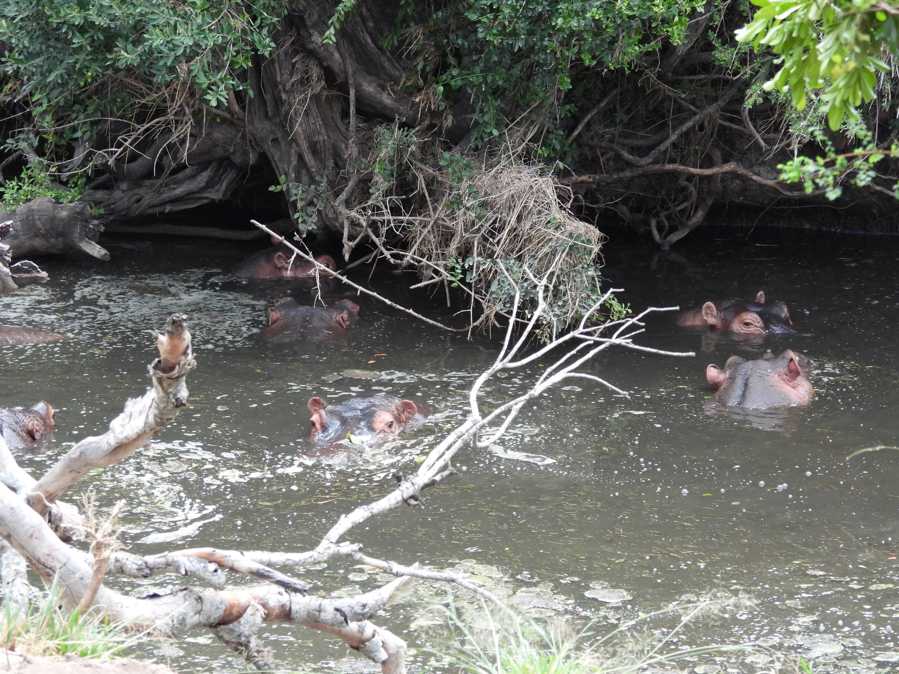 Hippo and calf