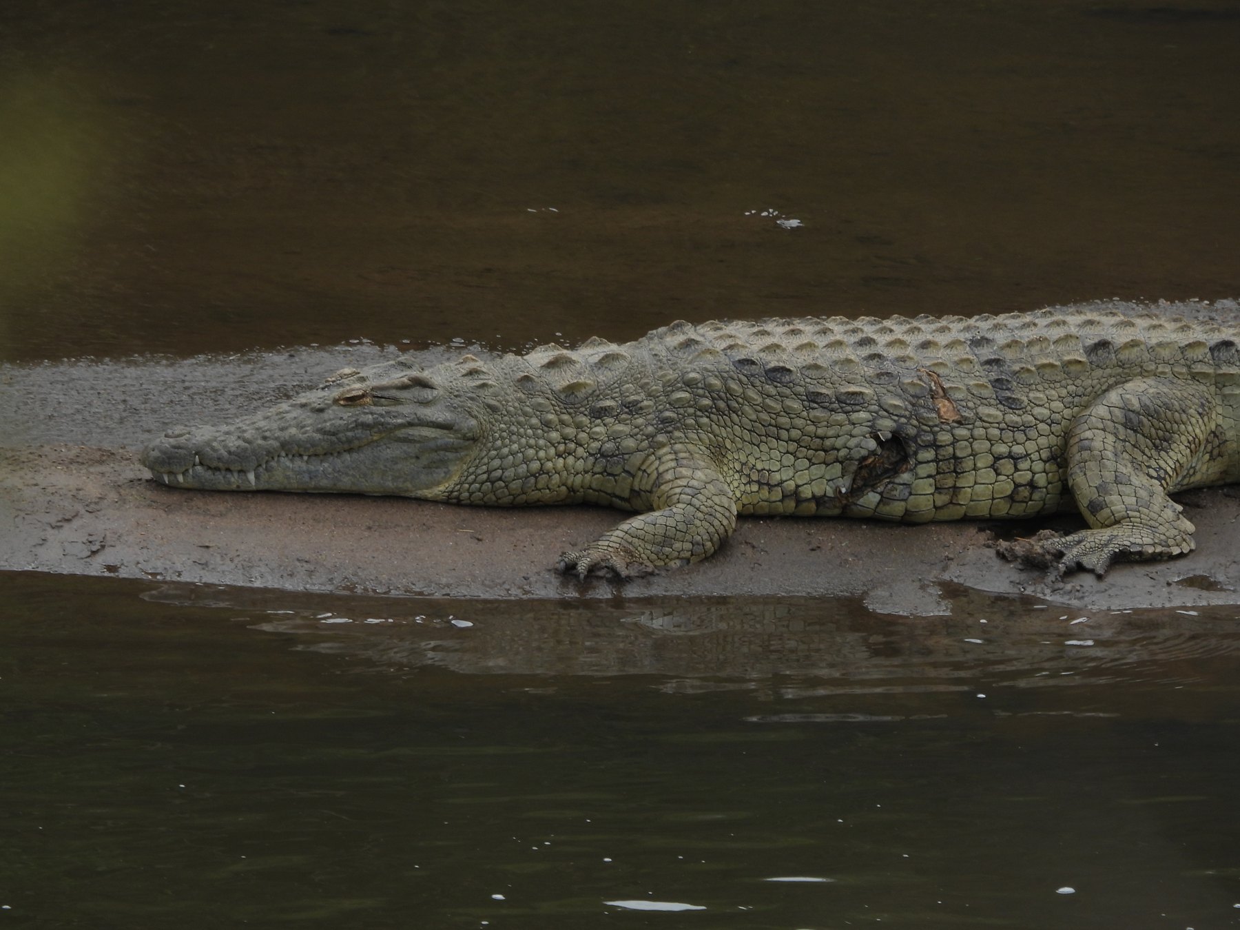 Nile crocodile