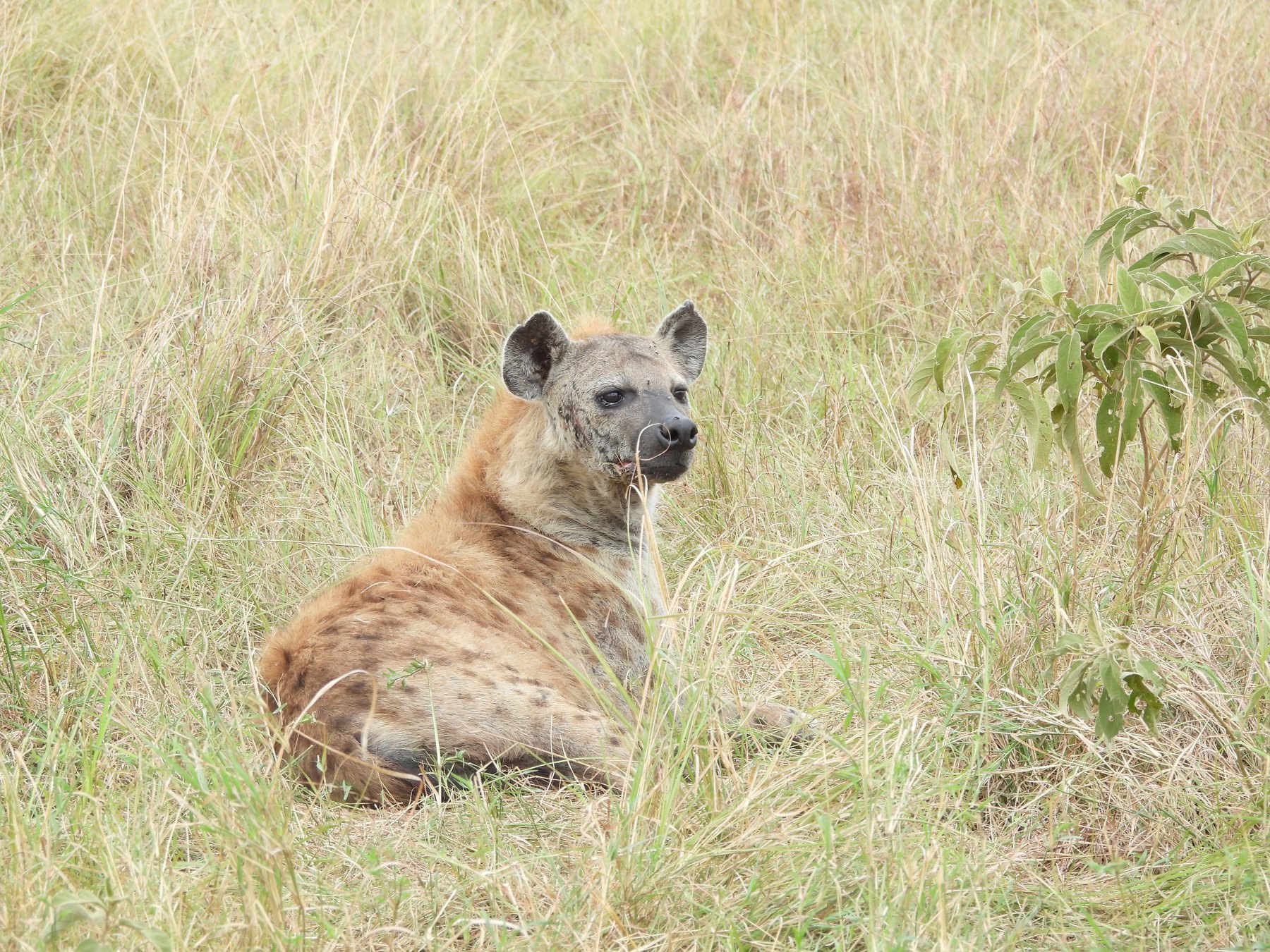 Spotted hyena