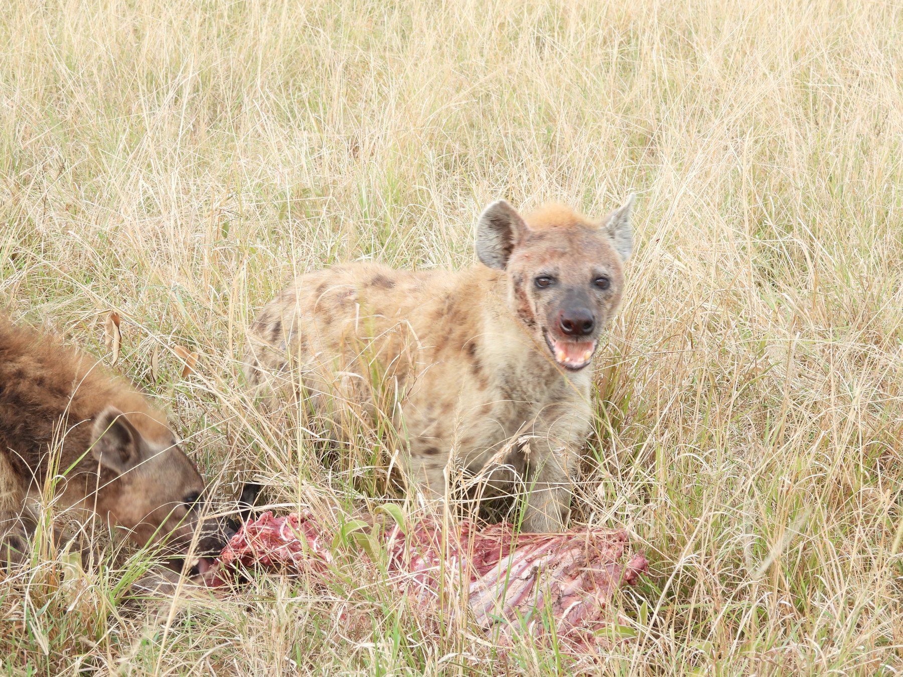 Hyena at the kill