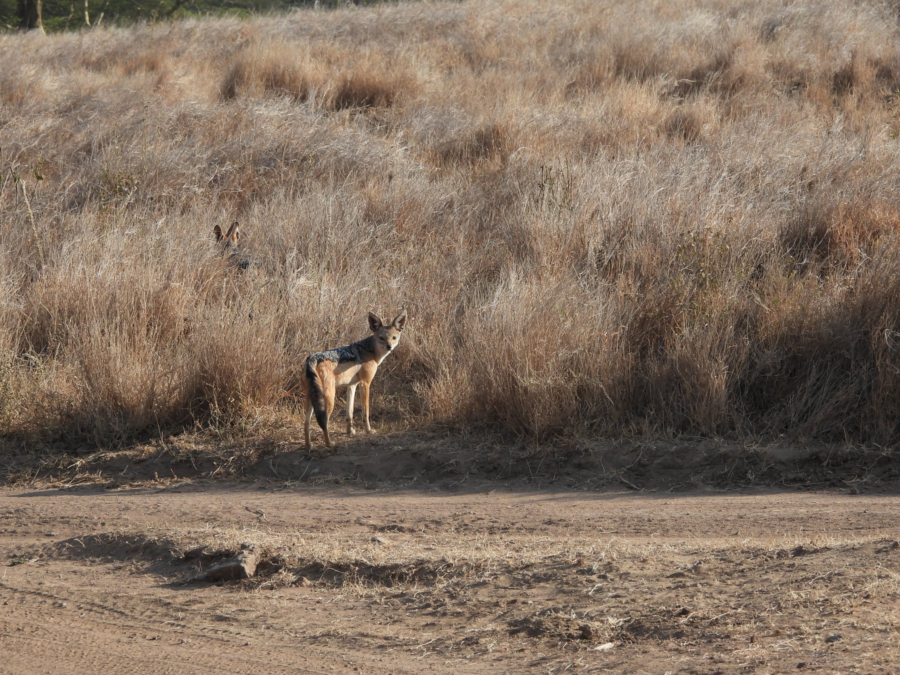 Black-backed jackal