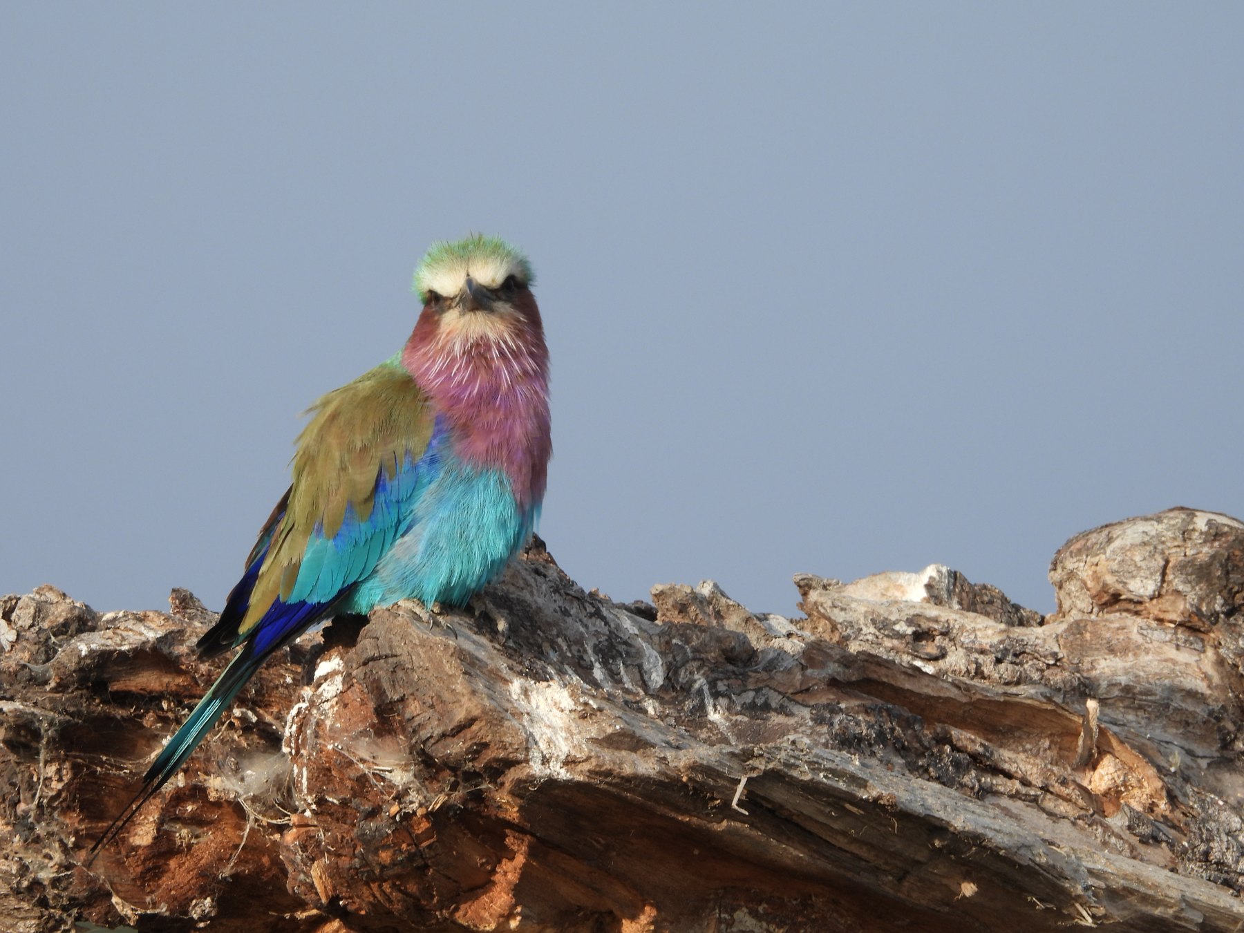 Lilac-breasted roller