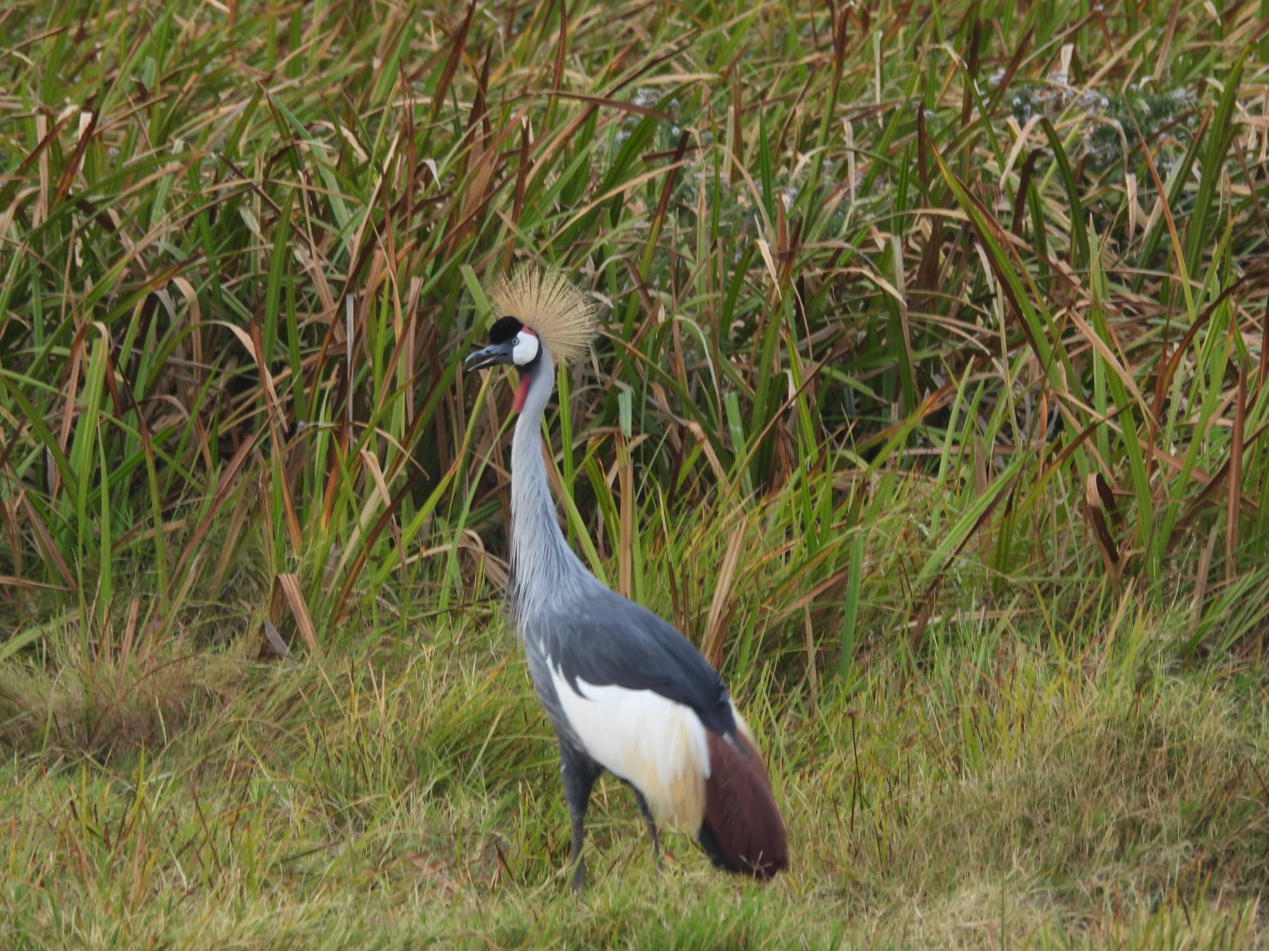 Grey crowned cranes