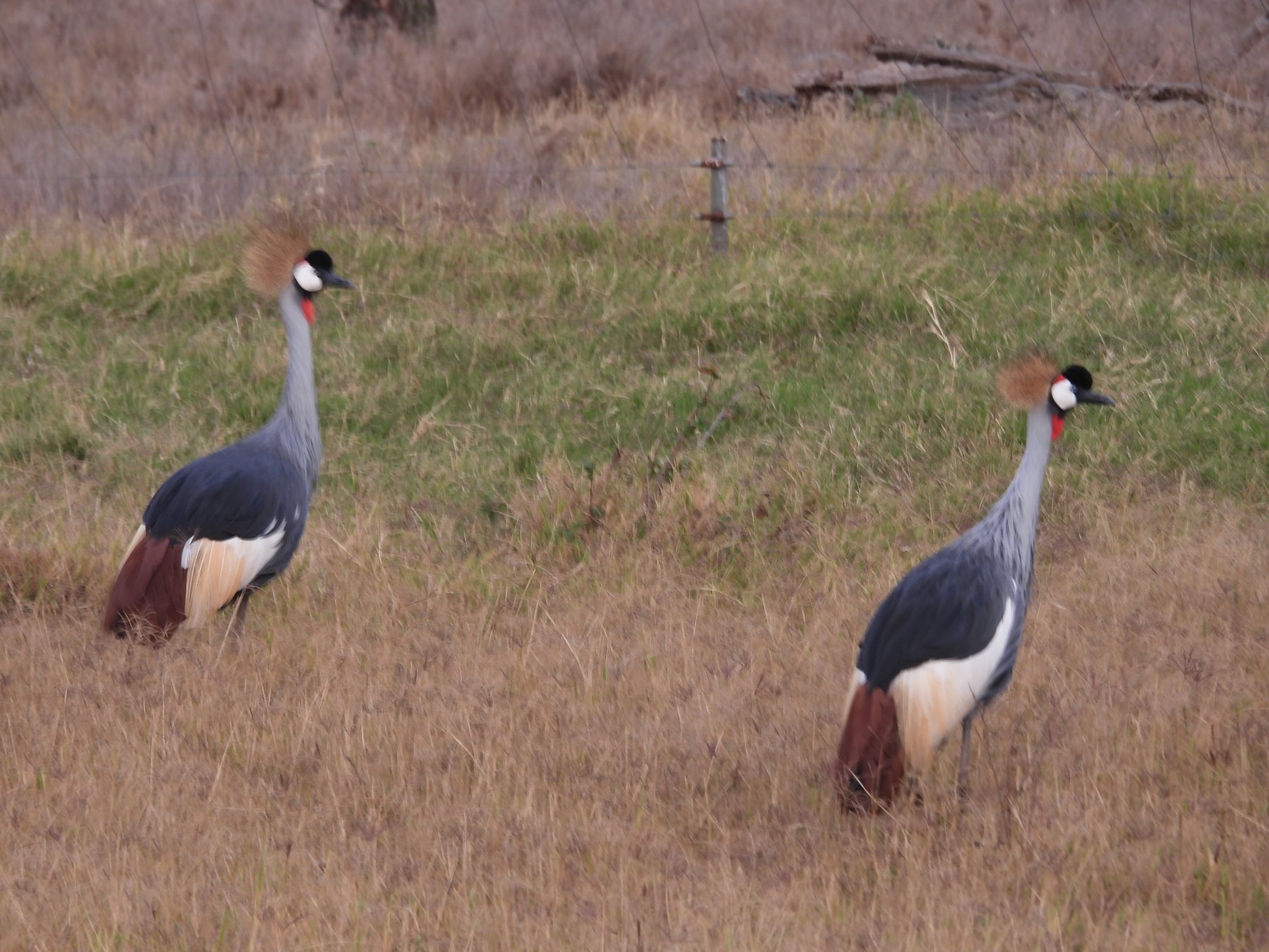 Crowned cranes at dawn