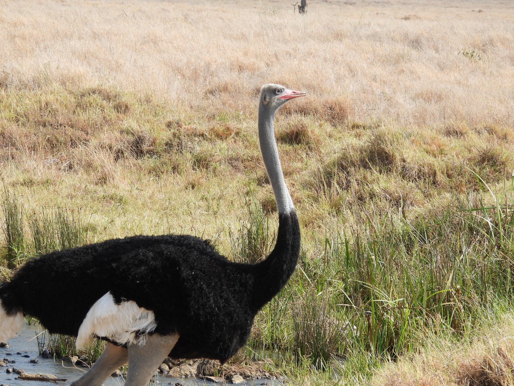 Somali ostrich