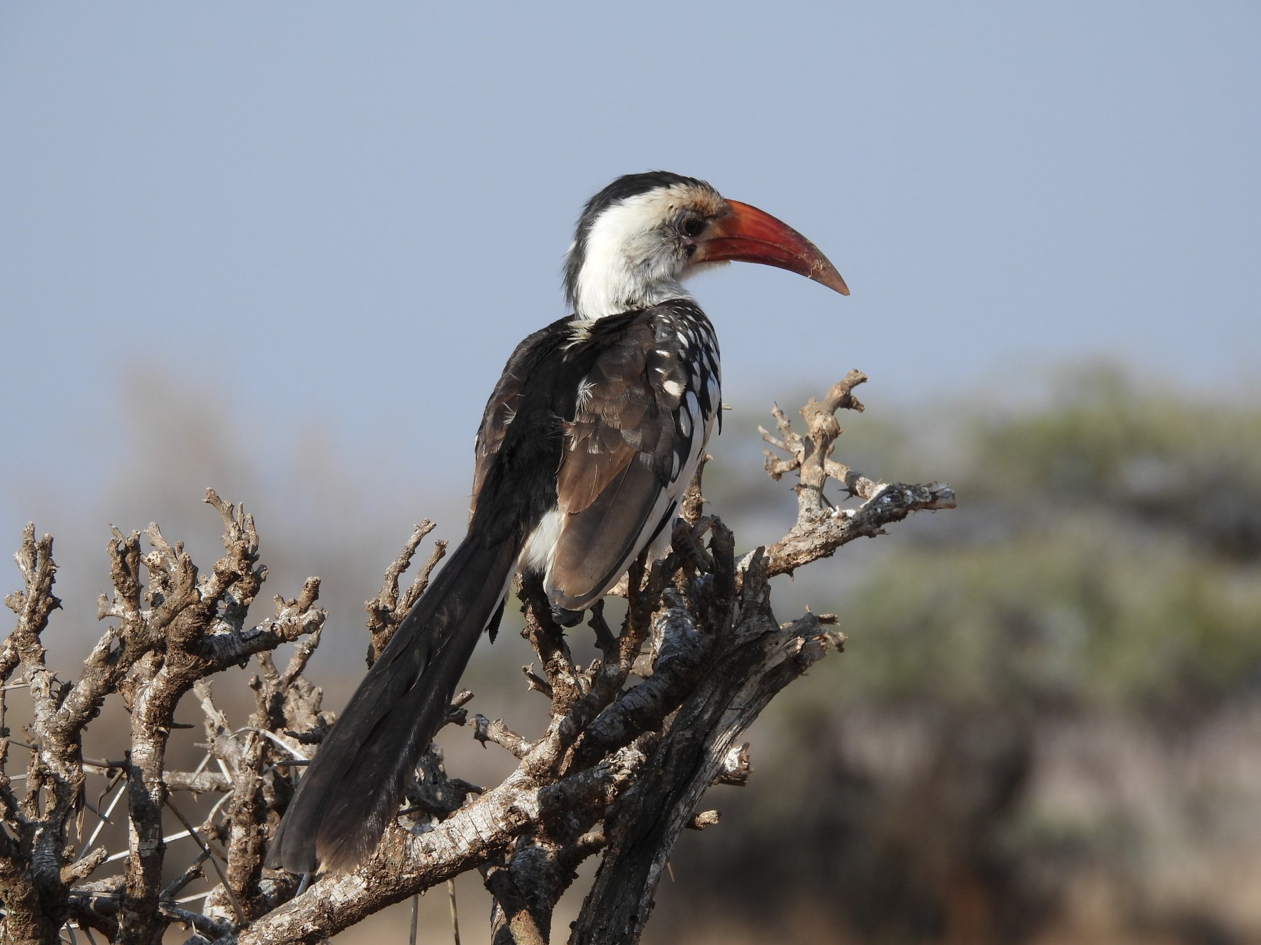 Von der Decken's hornbill