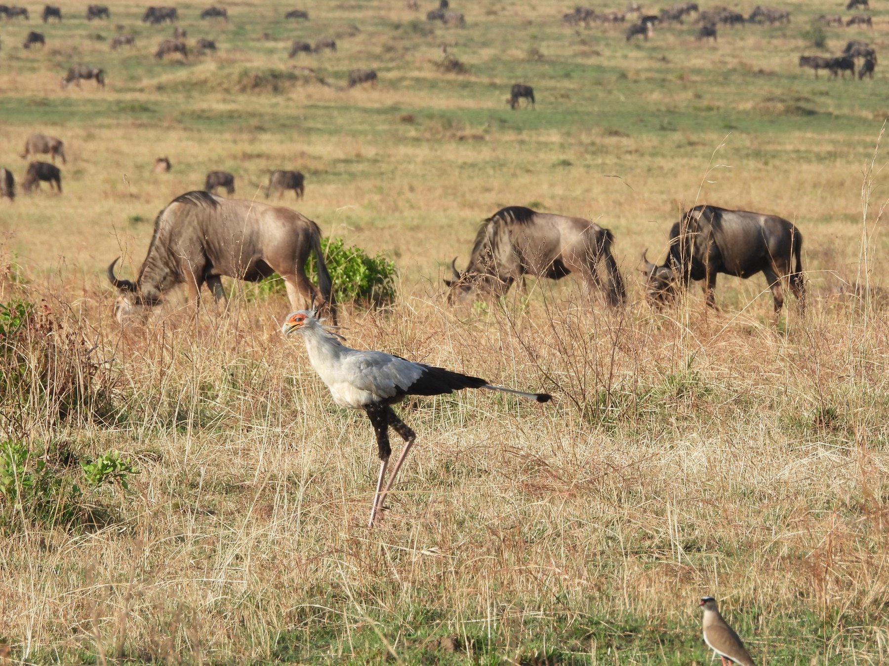 Secretary bird among the herds