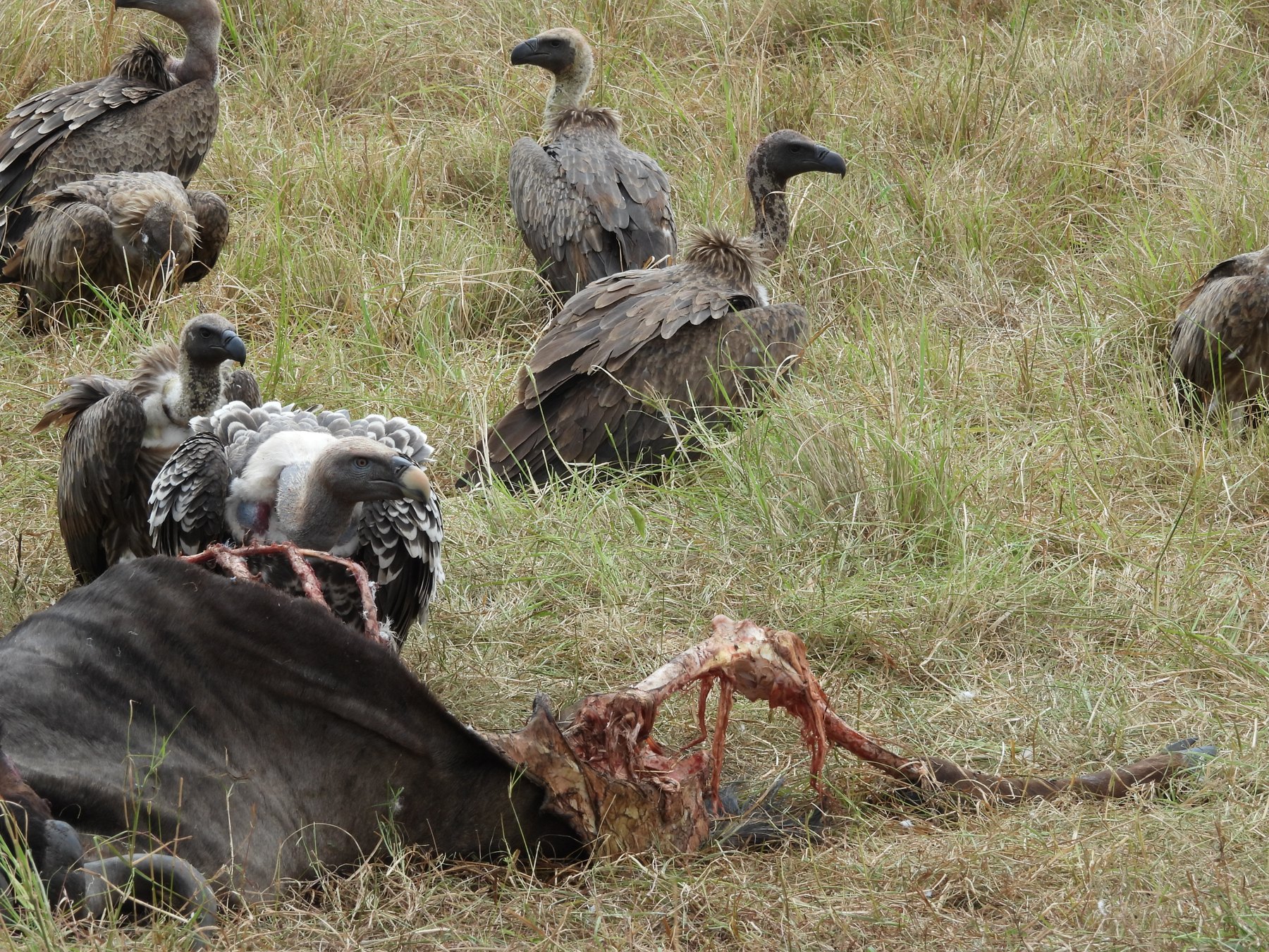The clean-up crew