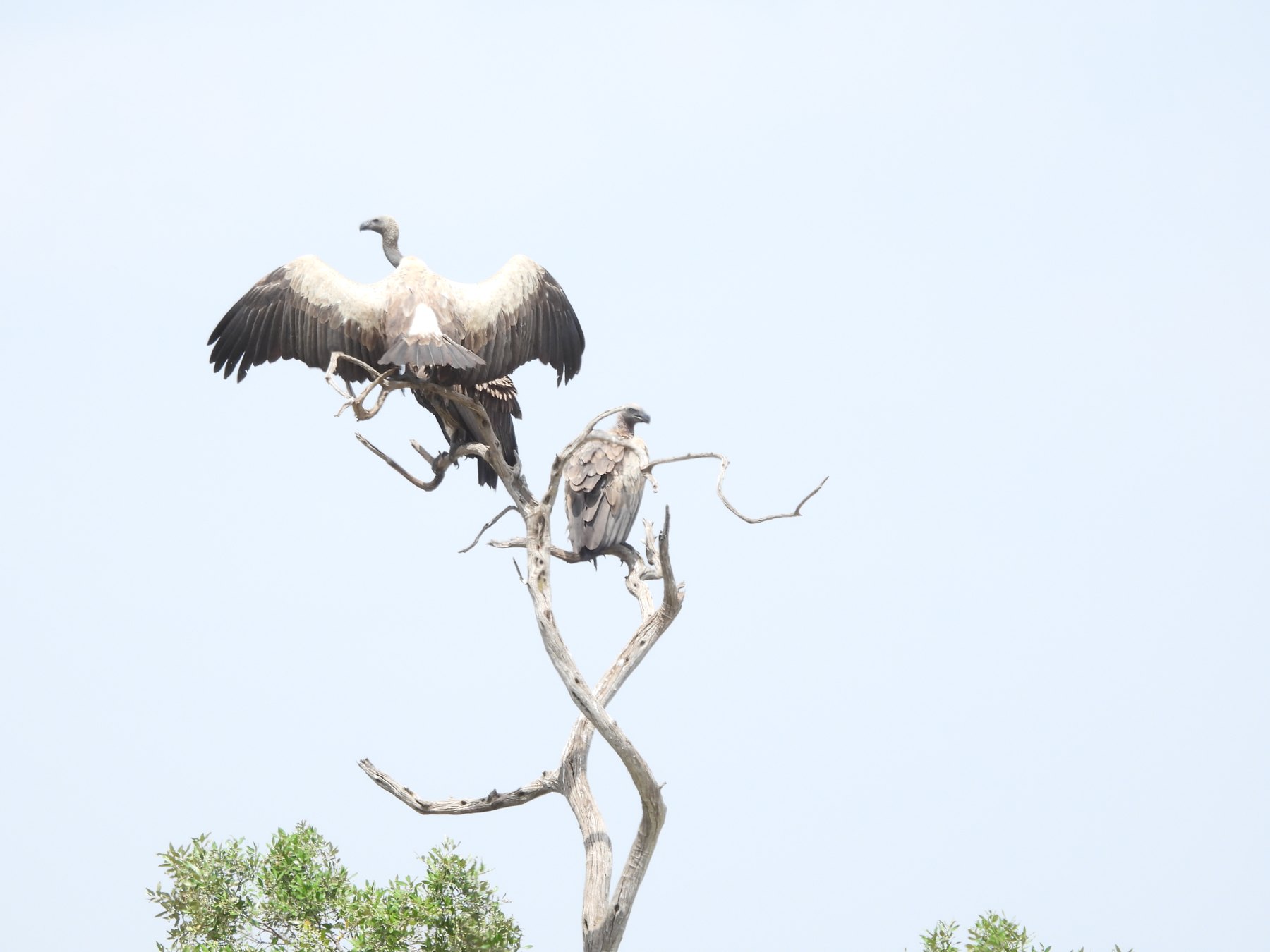 White-backed vultures